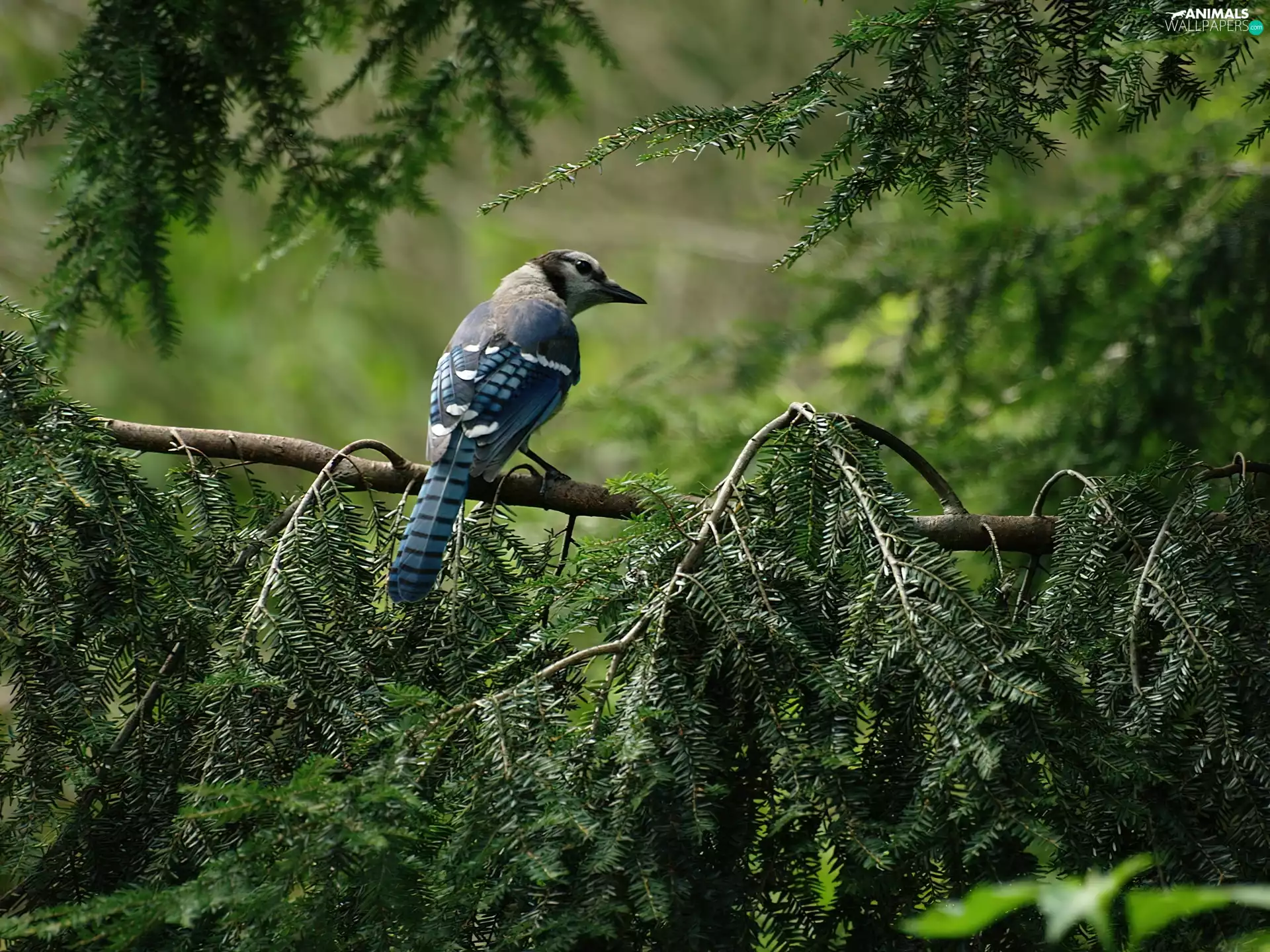 branch pics, jay, blue