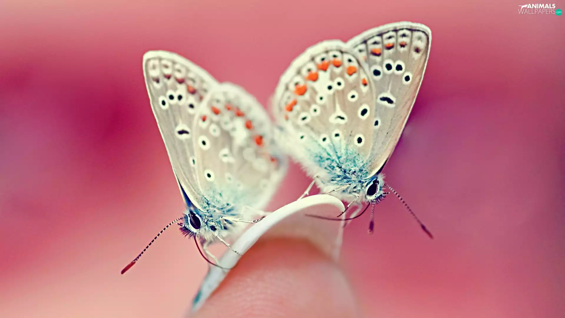 finger, nail, butterflies, blue tits, Two cars