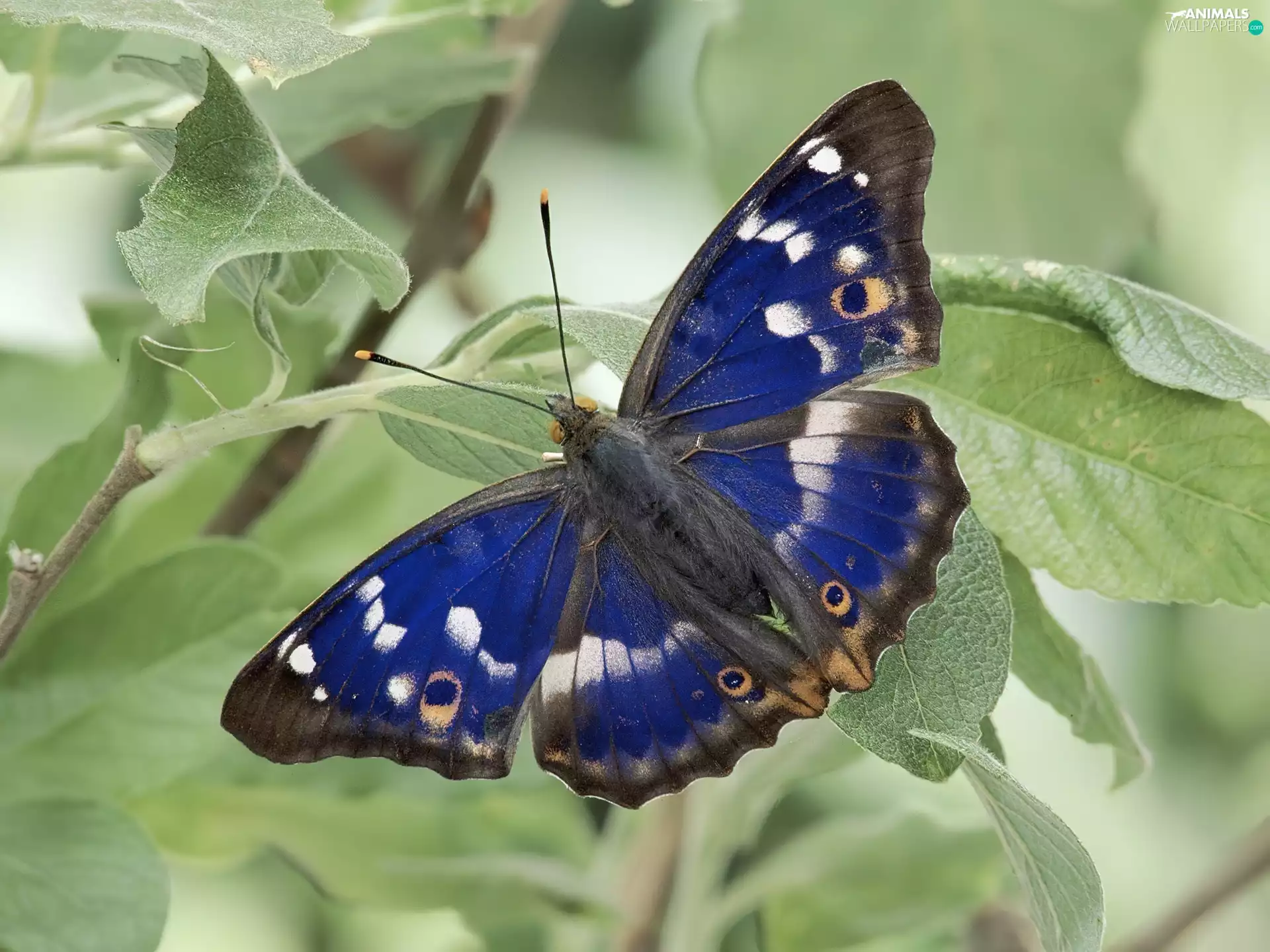 blue, butterfly