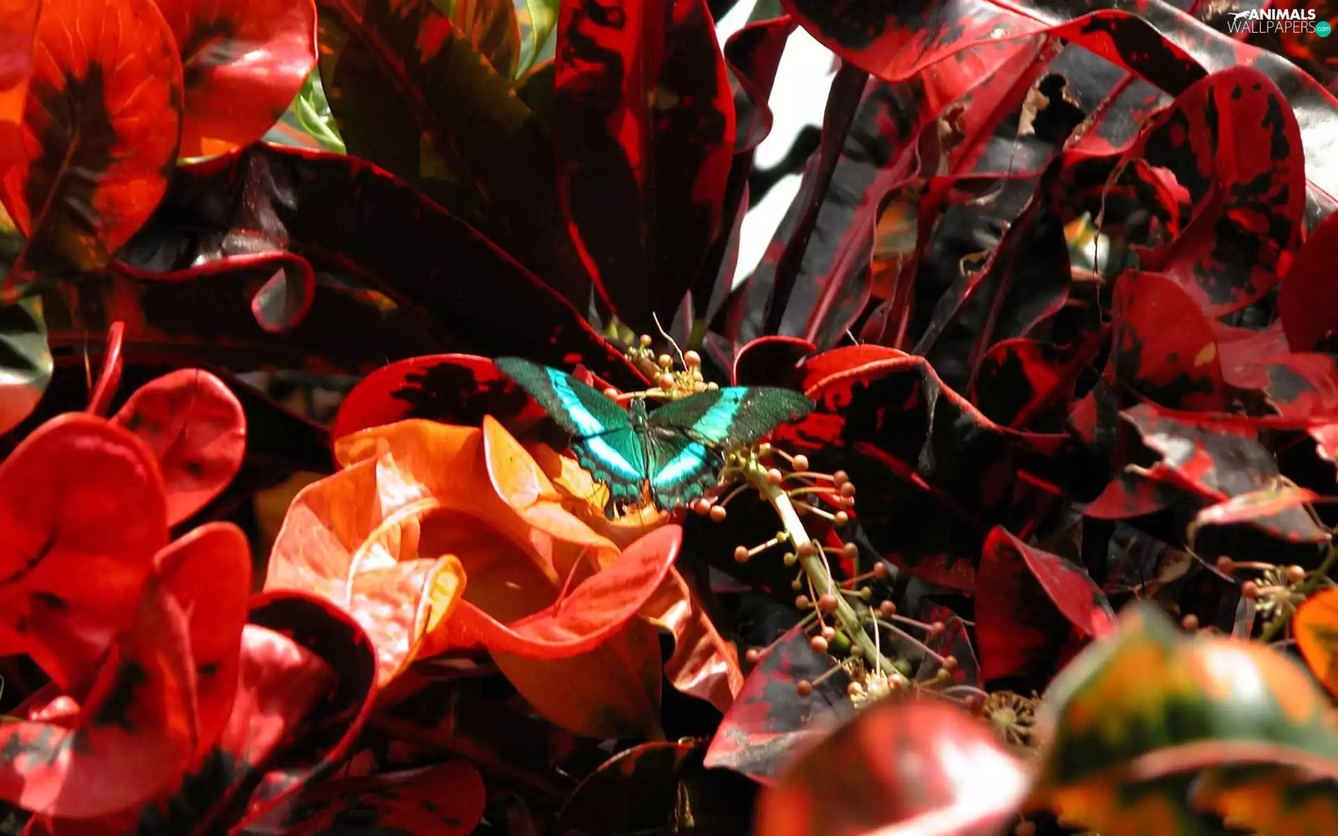 blue, Leaf, butterfly