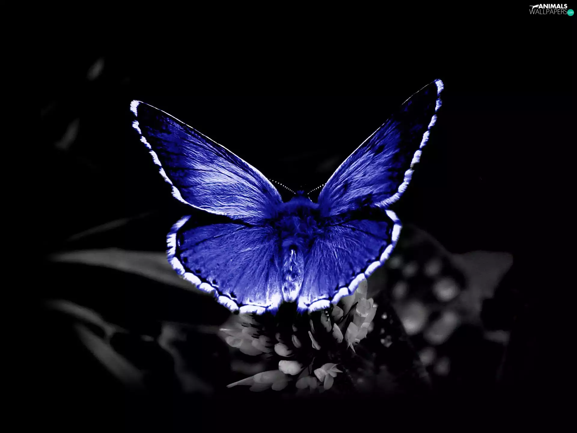 blue, butterfly