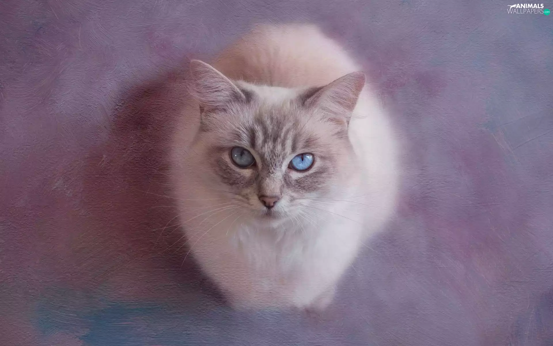Blue Eyed, cat