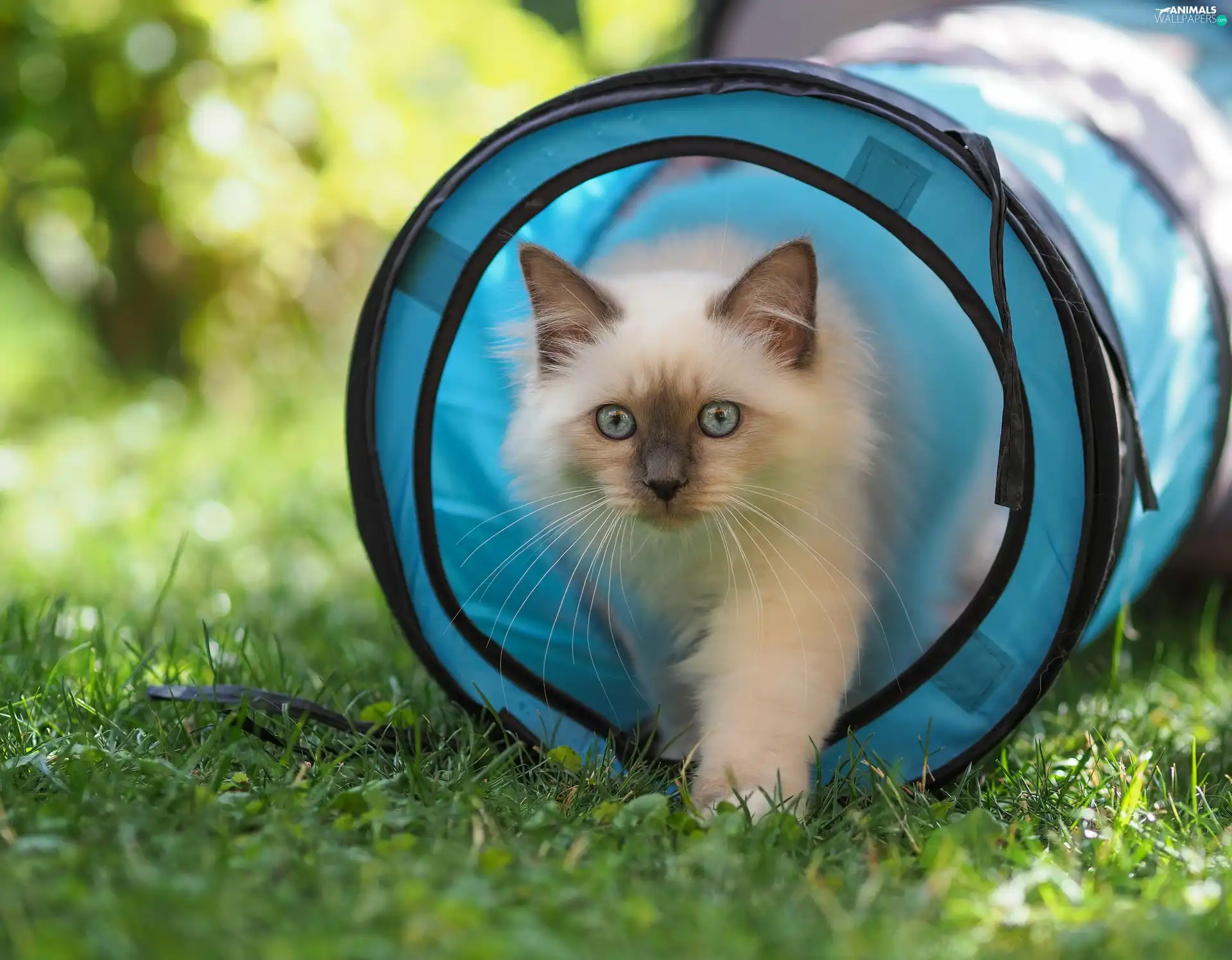 Blue, Eyes, blur, blue, grass, Ragdoll Cat, fluffy, tunnel