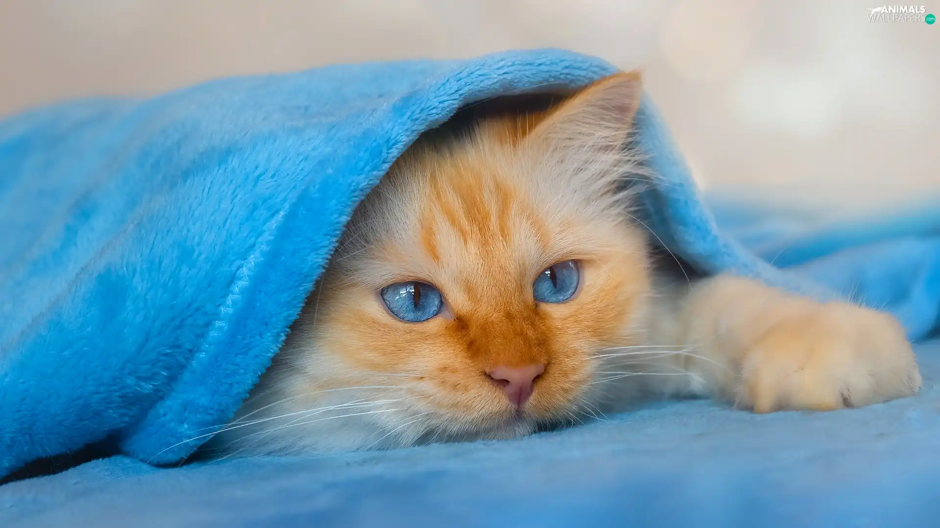 white and red, blue, coverlet, cat