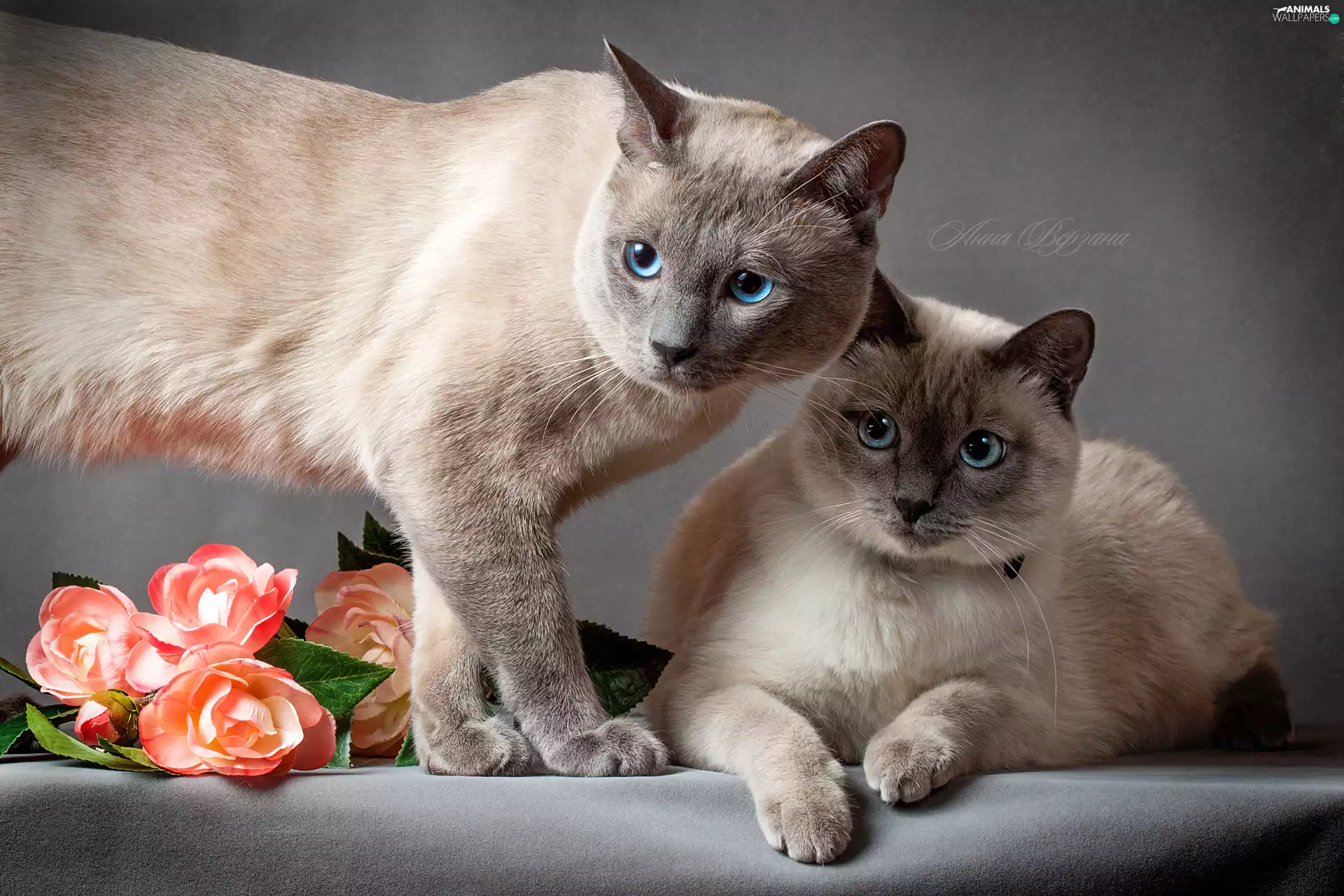 cats, Eyes, roses, Blue