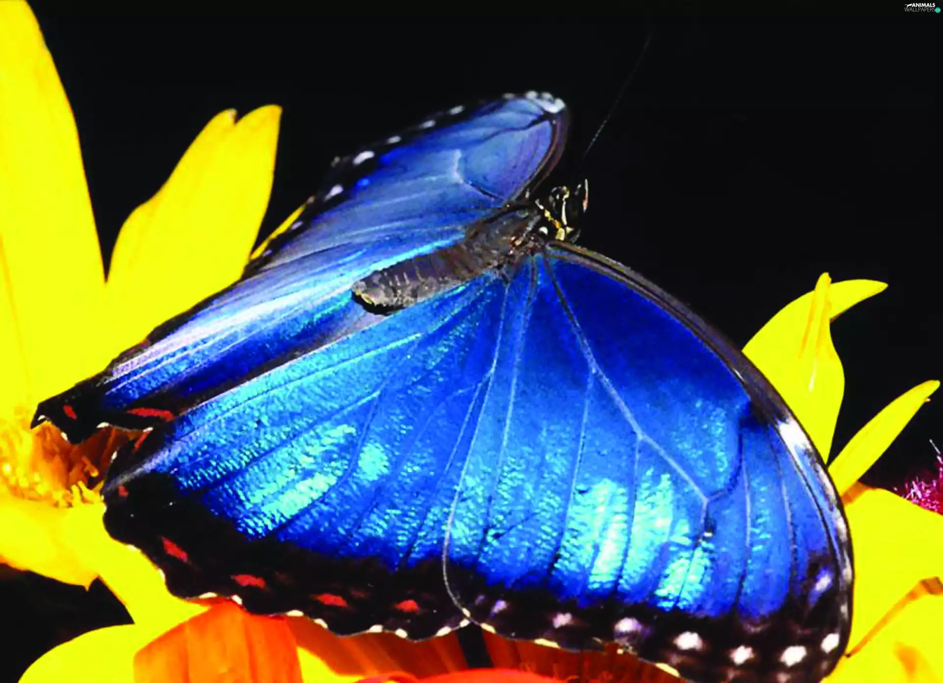 Colourfull Flowers, butterfly, blue