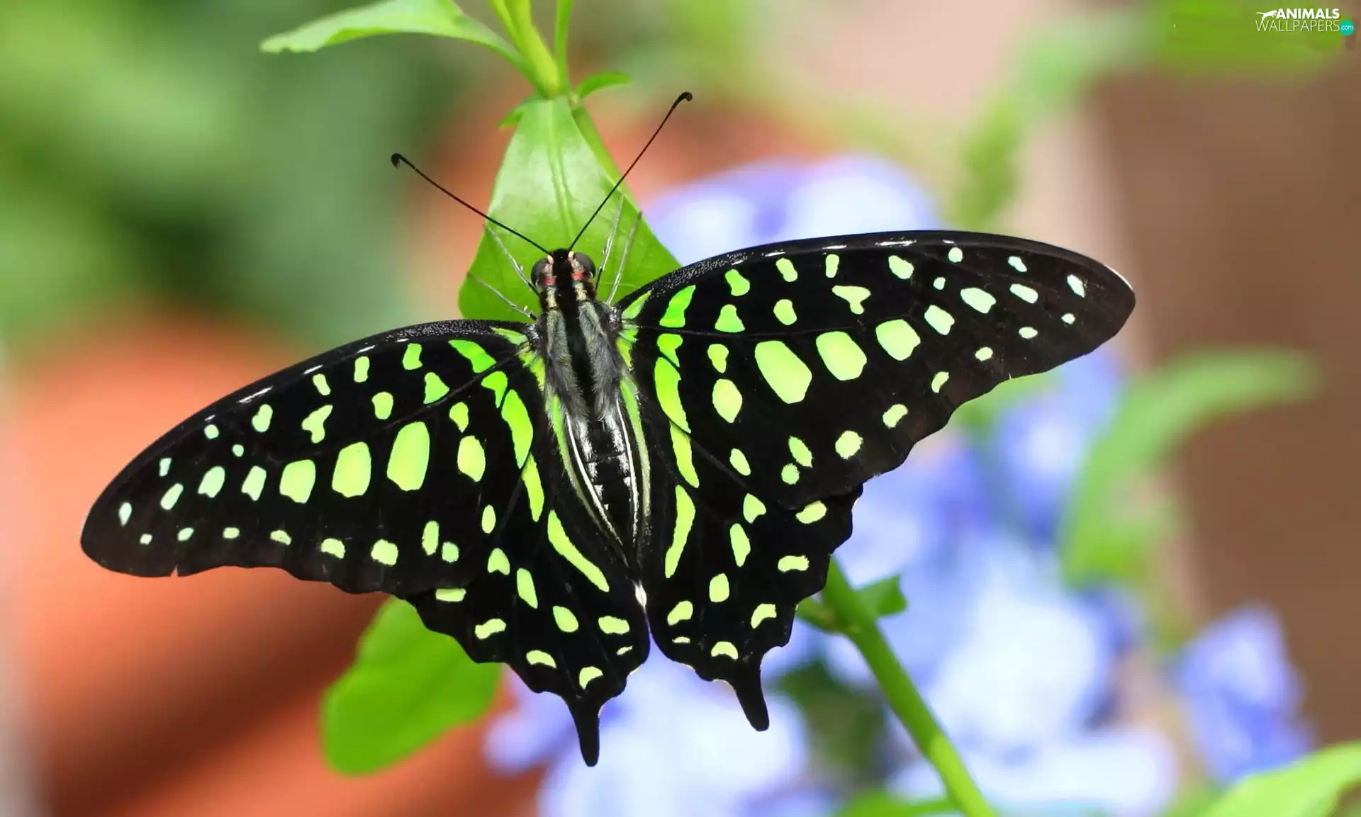 Colourfull Flowers, butterfly, blue