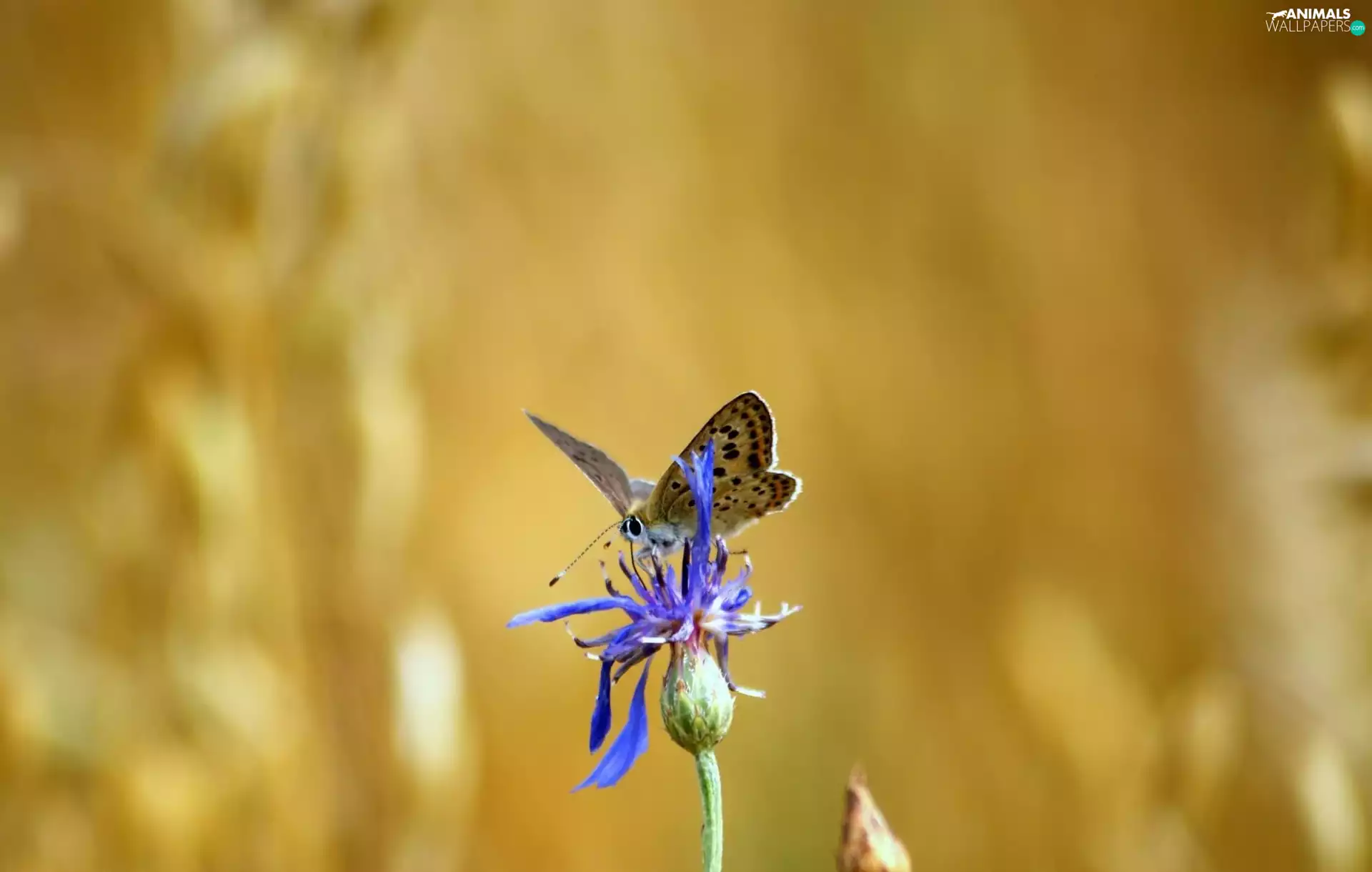 butterfly, blue, Colourfull Flowers, Dusky