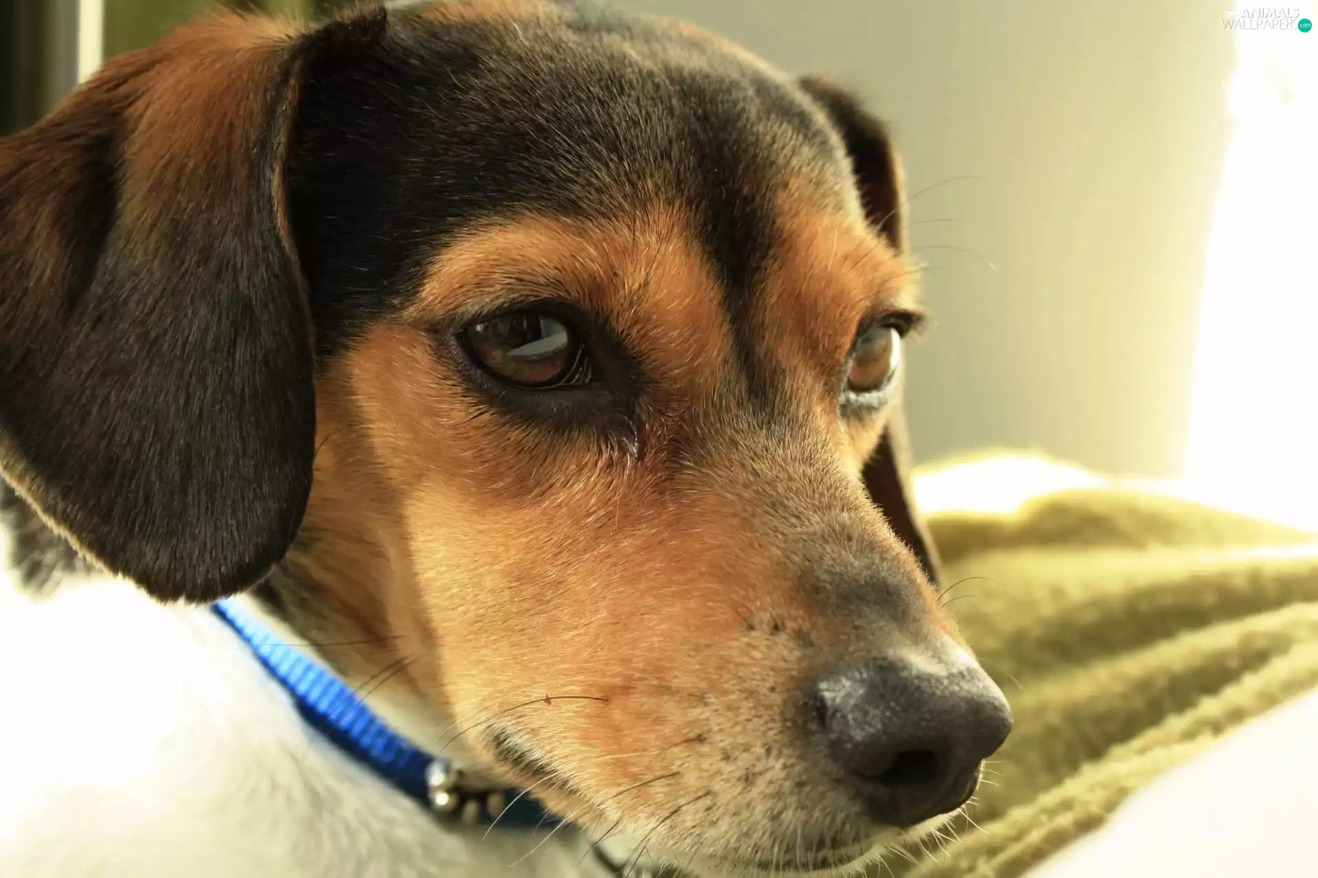 dog-collar, dog, Blue