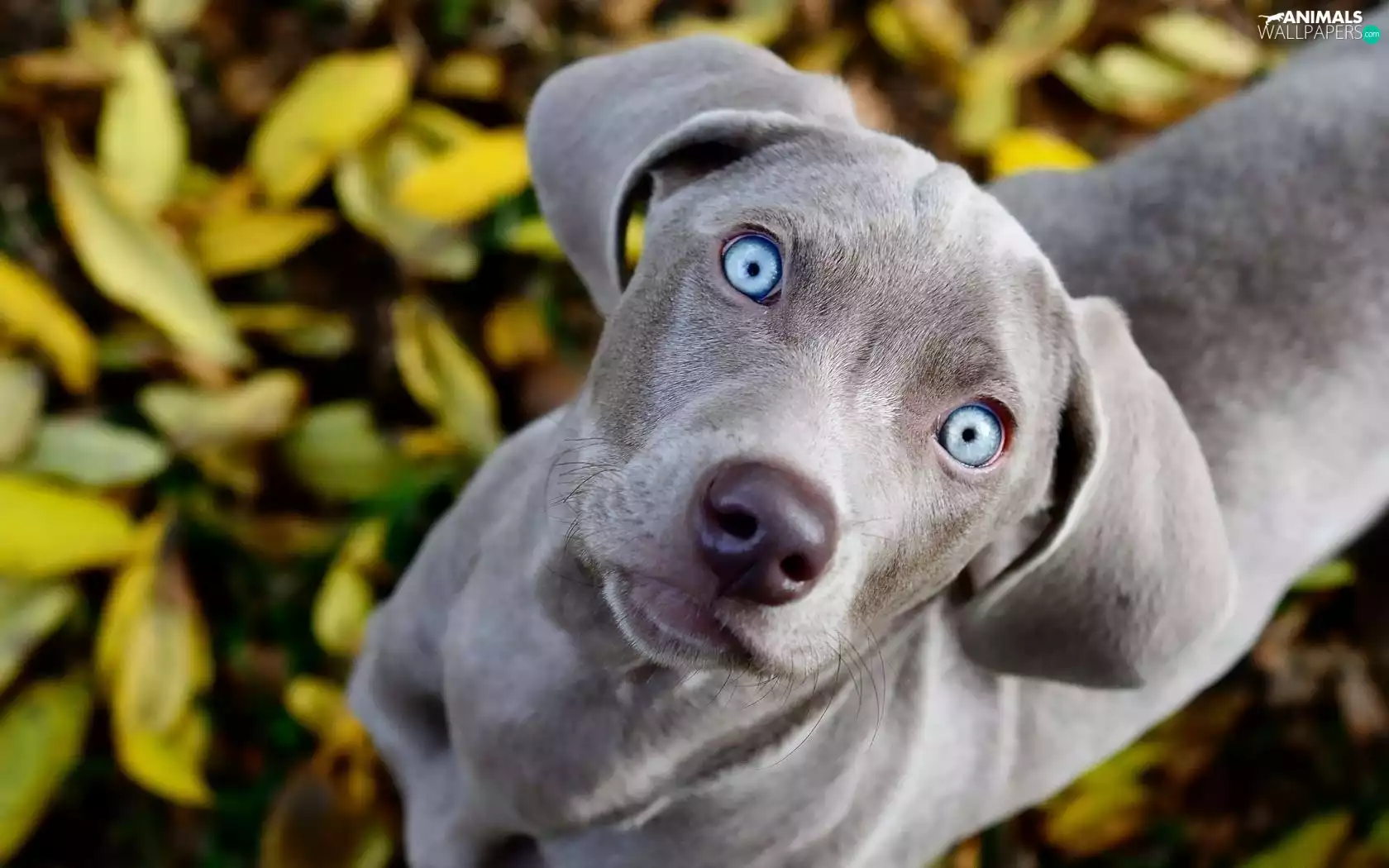 dog, Eyes, Weimaraner, Blue