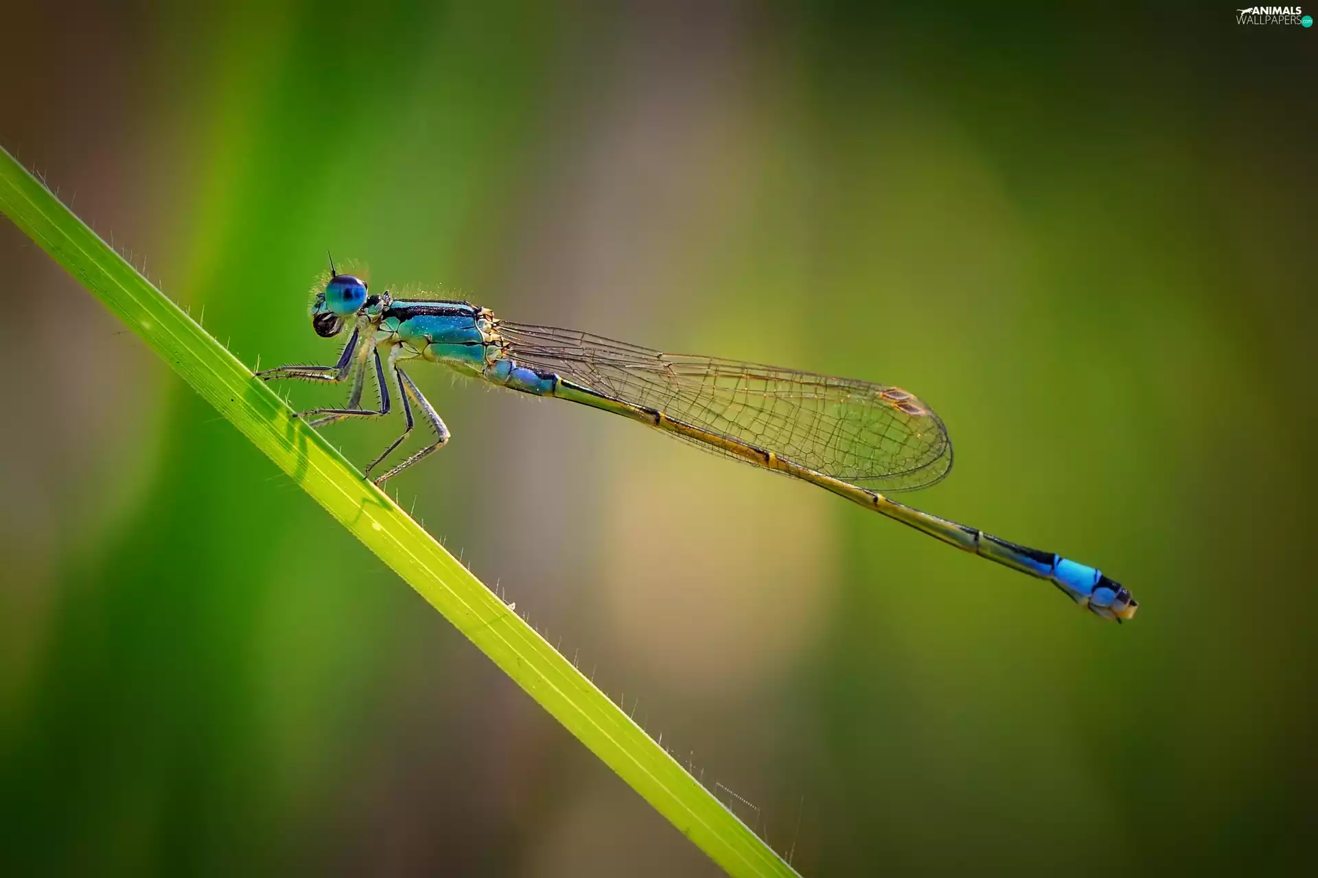 dragon-fly, leaf, Blue