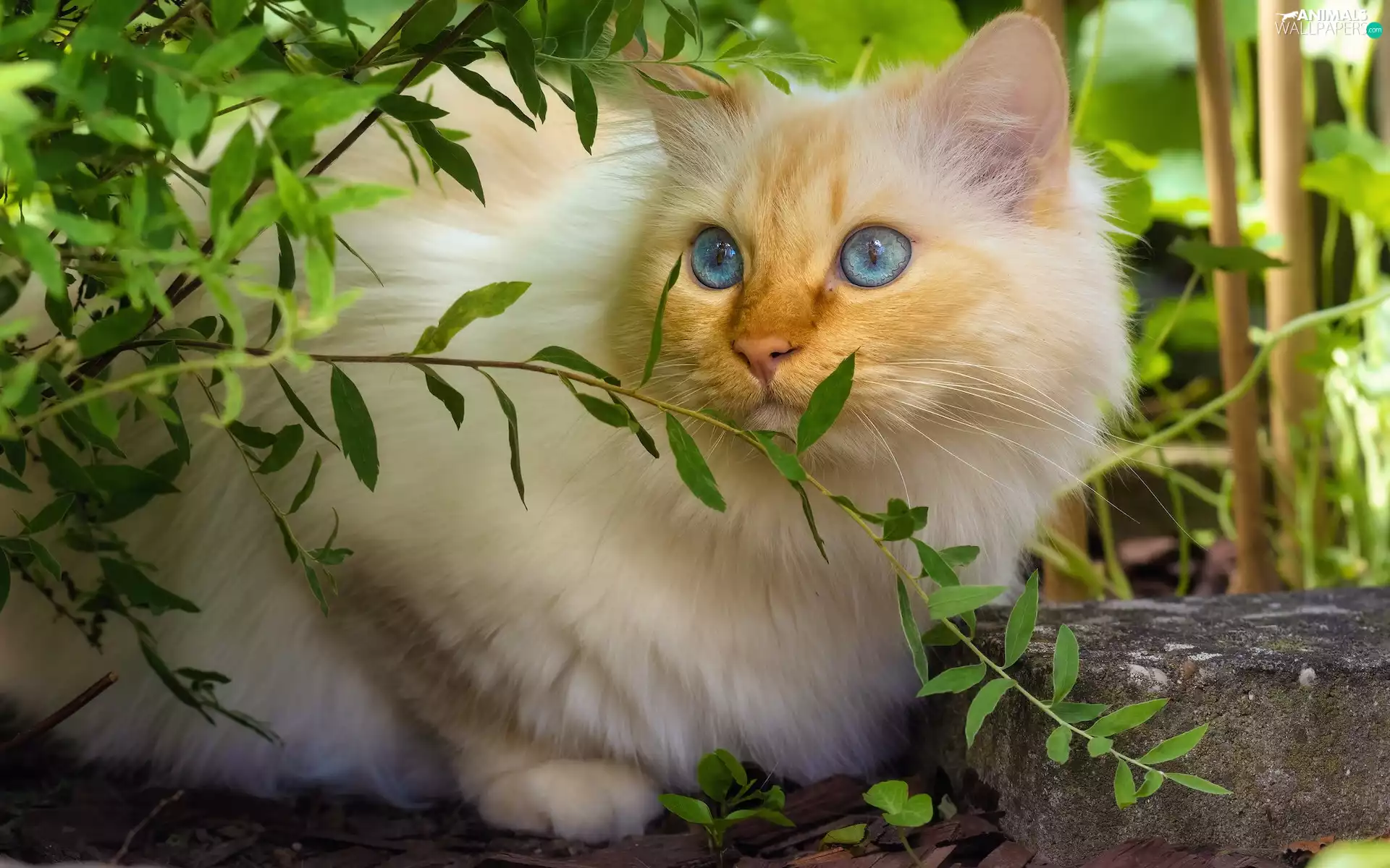 cat, Blue Eyed, plant, Longhaired