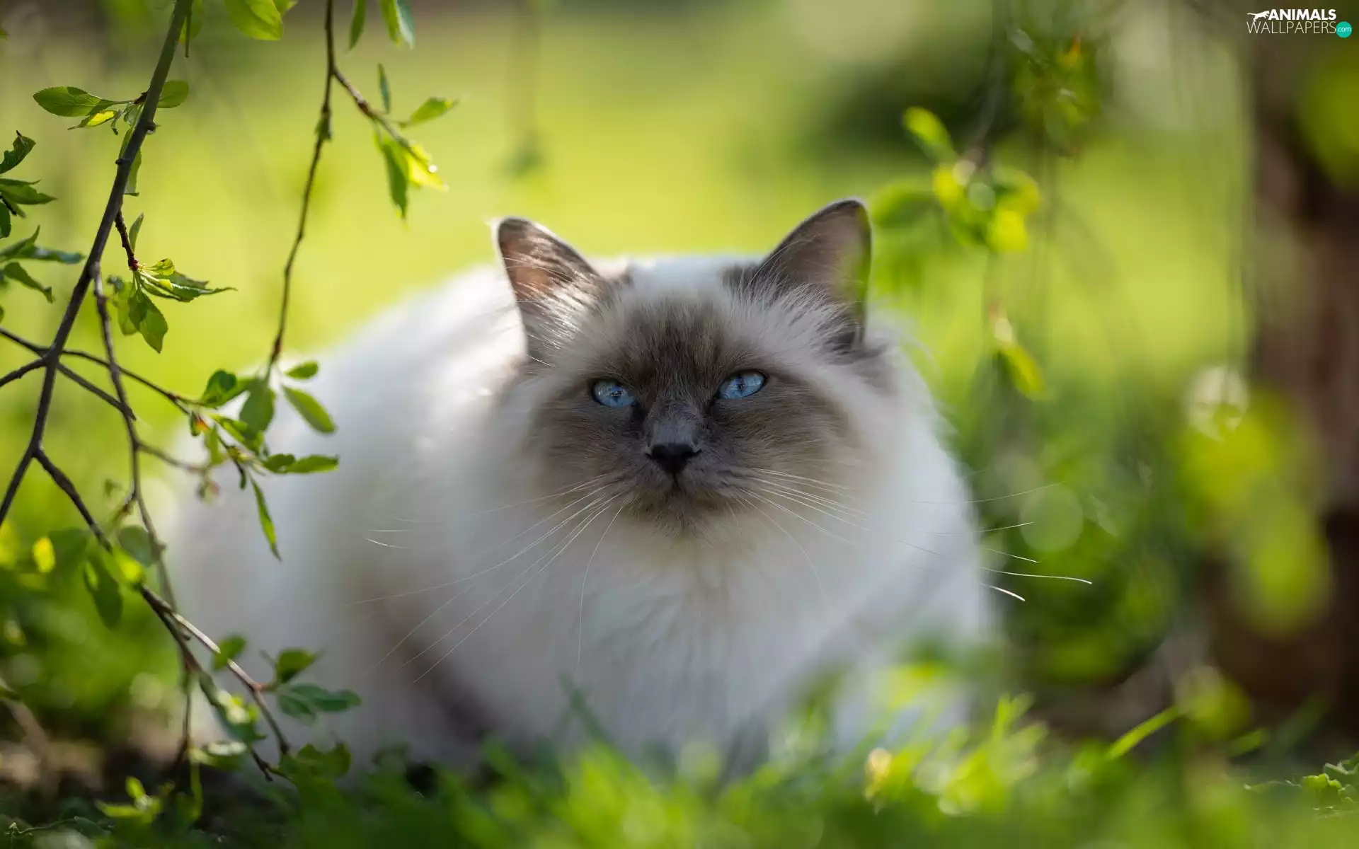 cat, Blue Eyed, green, Ragdoll