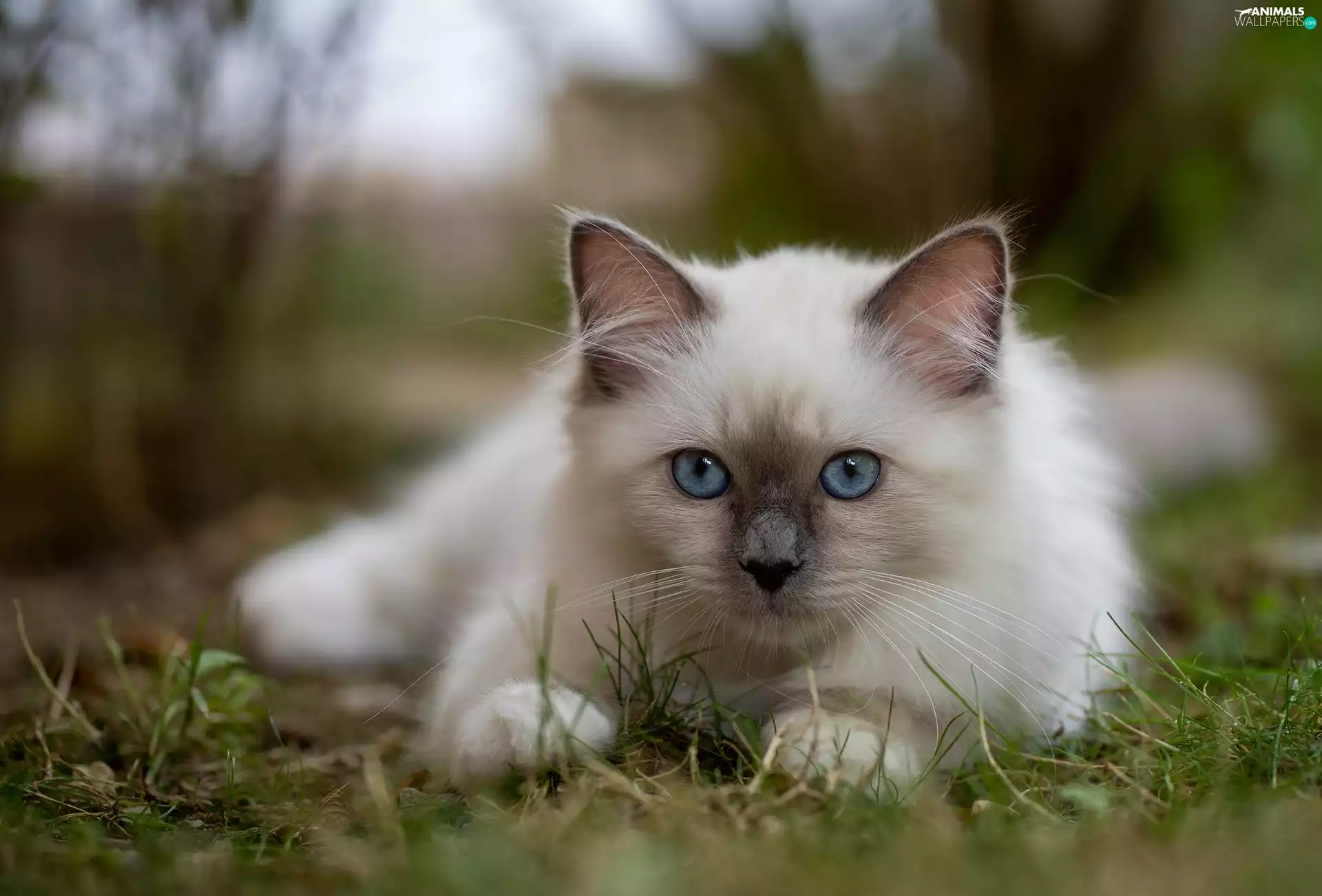 White, blue, Eyes, Burmese Cat