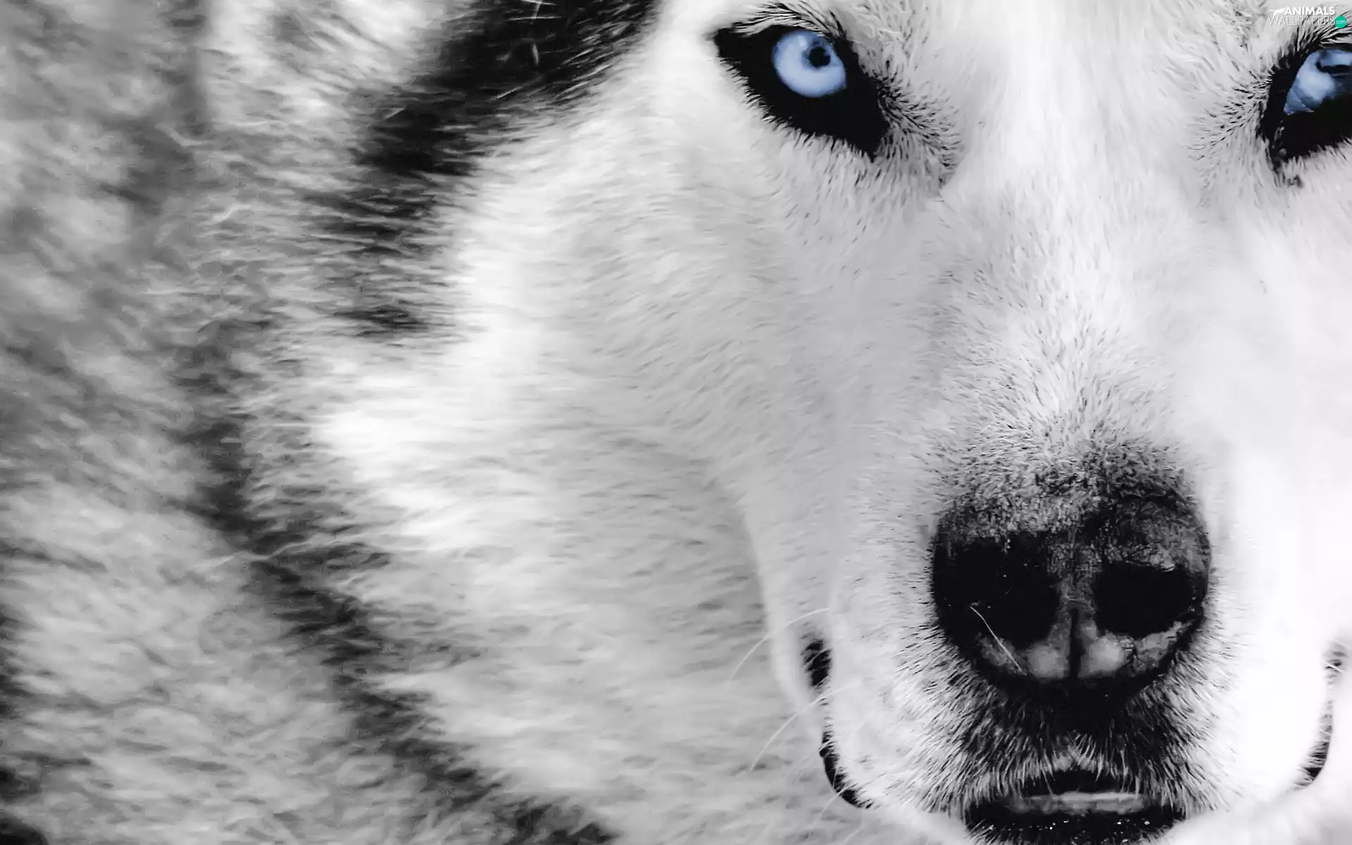 Eyes, Siberian Husky, Blue