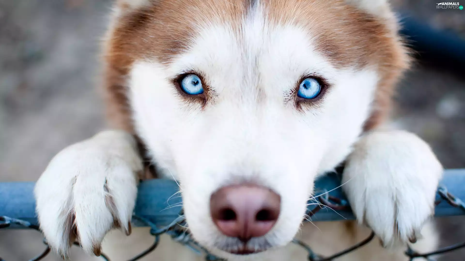 dog, Blue, Eyes, Siberian Husky