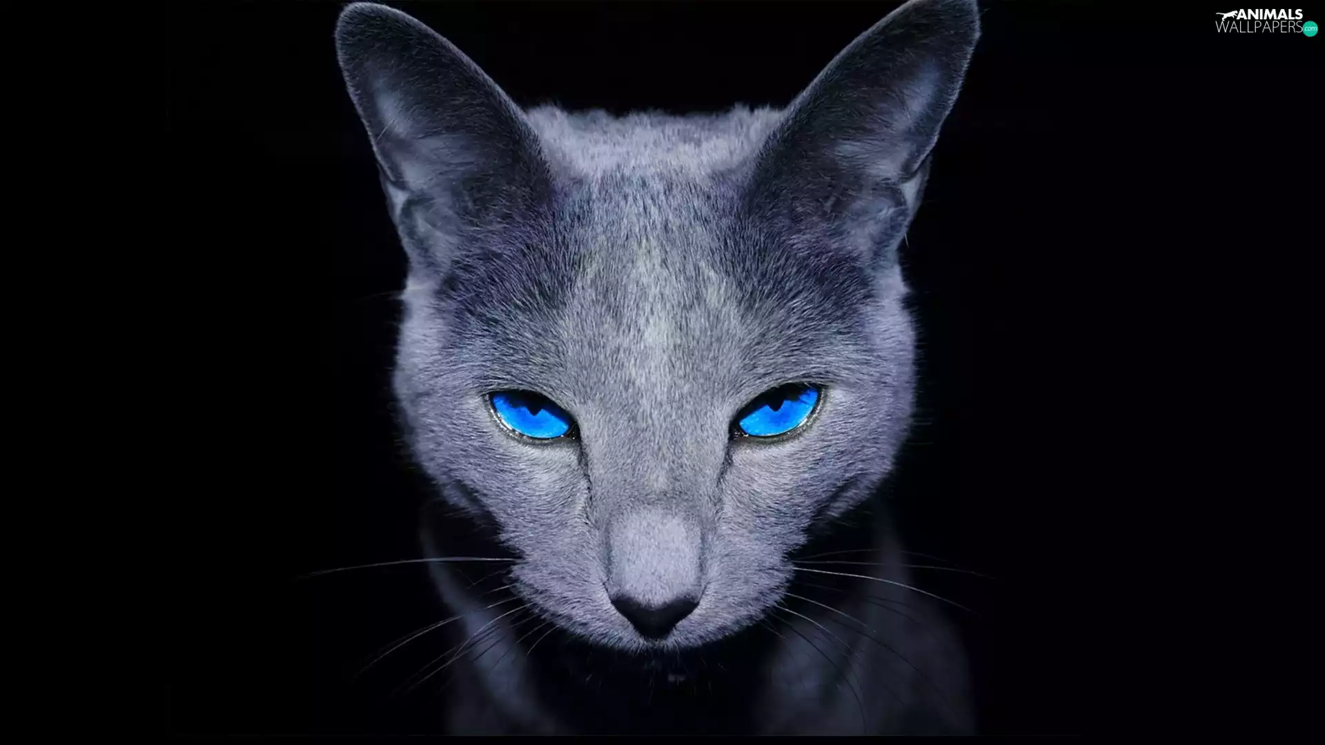 cat, Blue, Eyes, The look