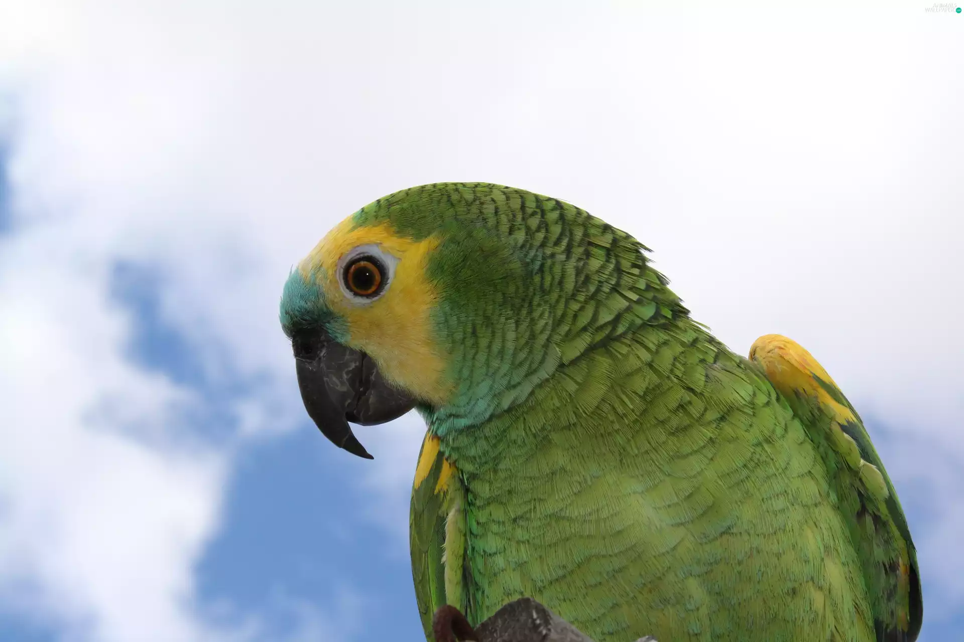 eye, Blue-fronted Amazon, nose