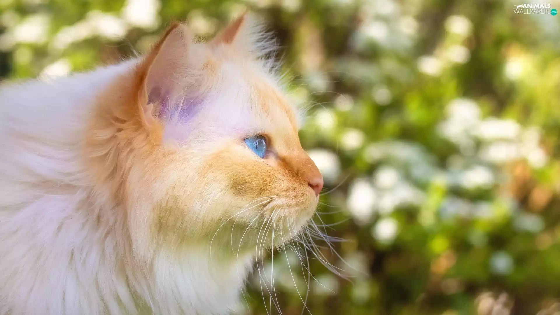 cat, profile, ginger, Blue Eyed, gazing