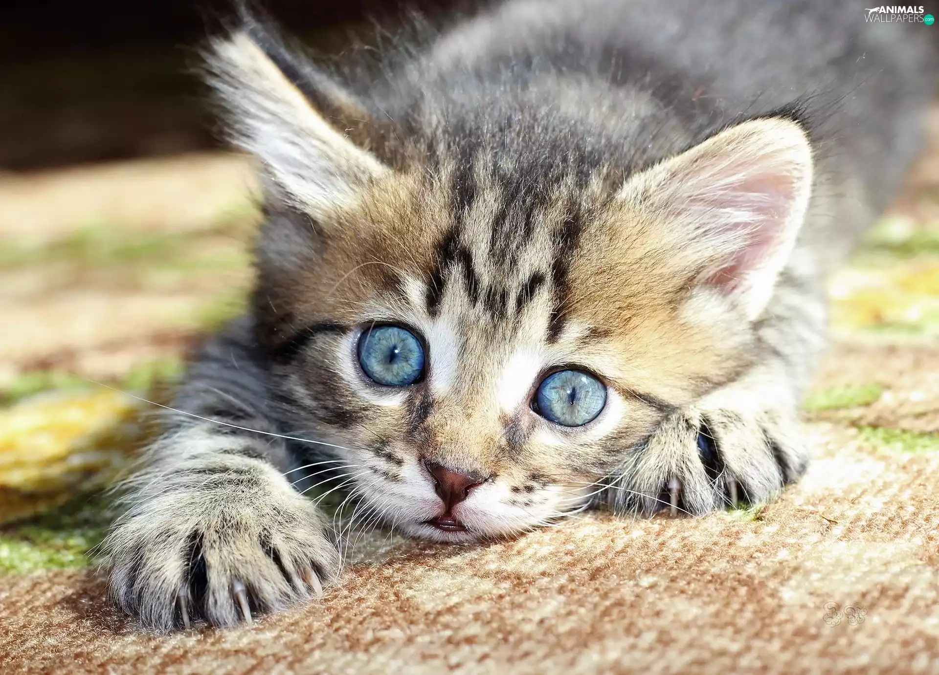 British Striped cat, Blue Eyed, Gray