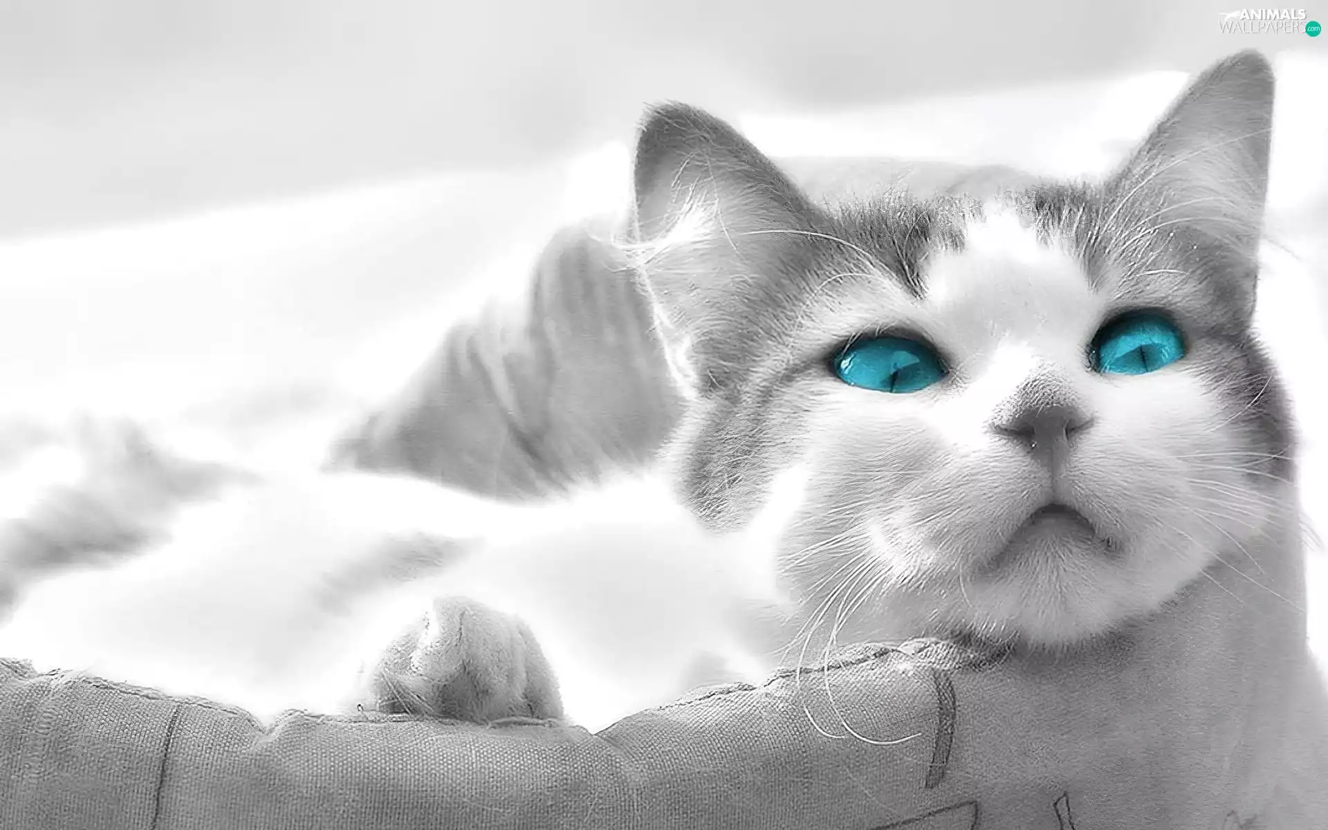 kitten, Eyes, haunt, Blue
