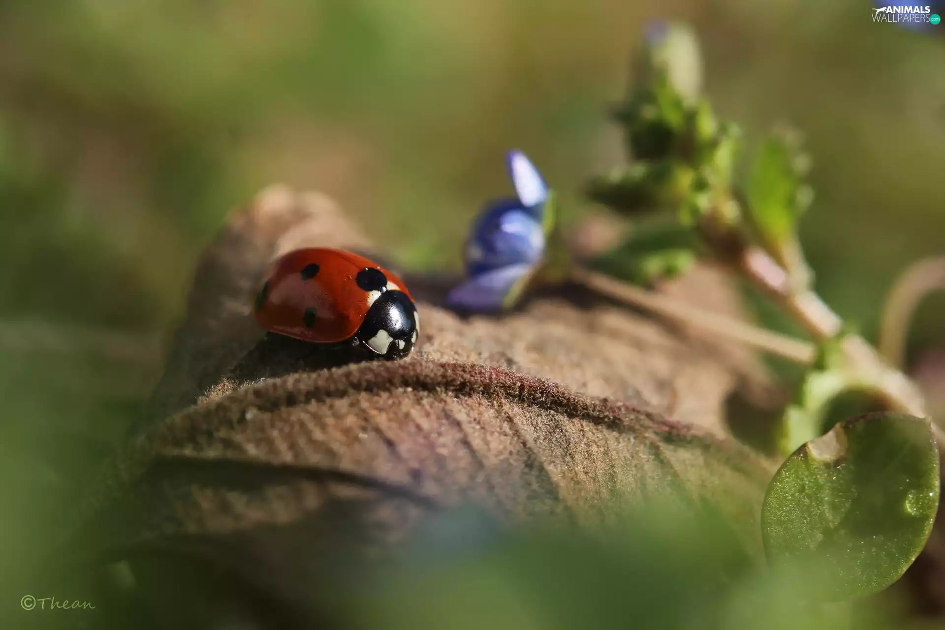 ladybird, Flower, leaf, blue