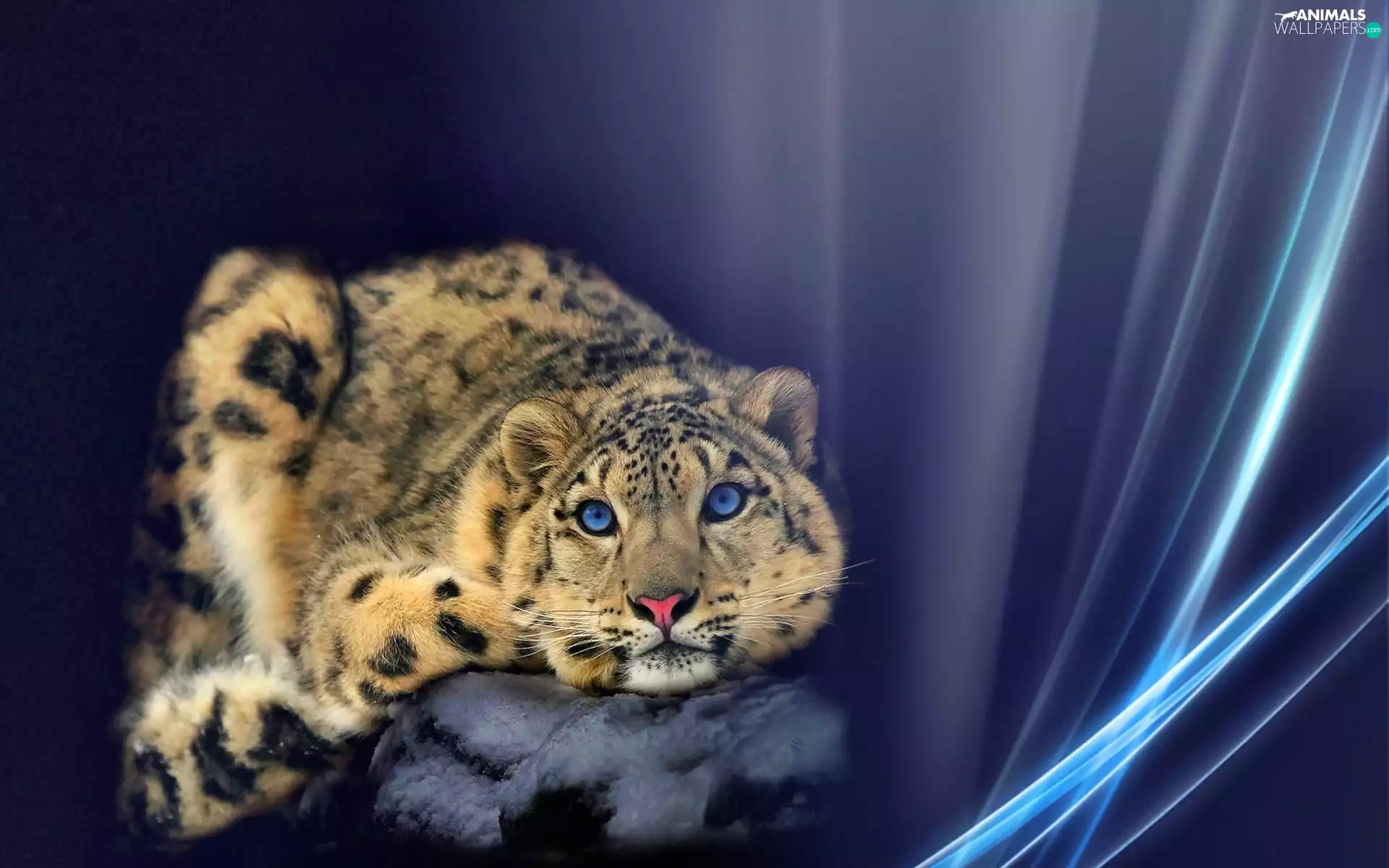 Leopards, Eyes, graphics, Blue
