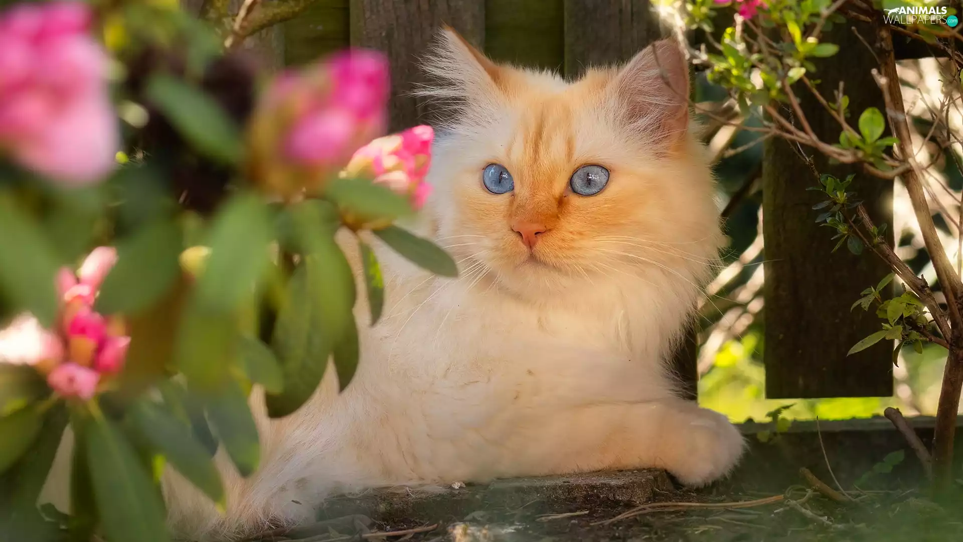 cat, Leaf, ginger, Blue Eyed, lying