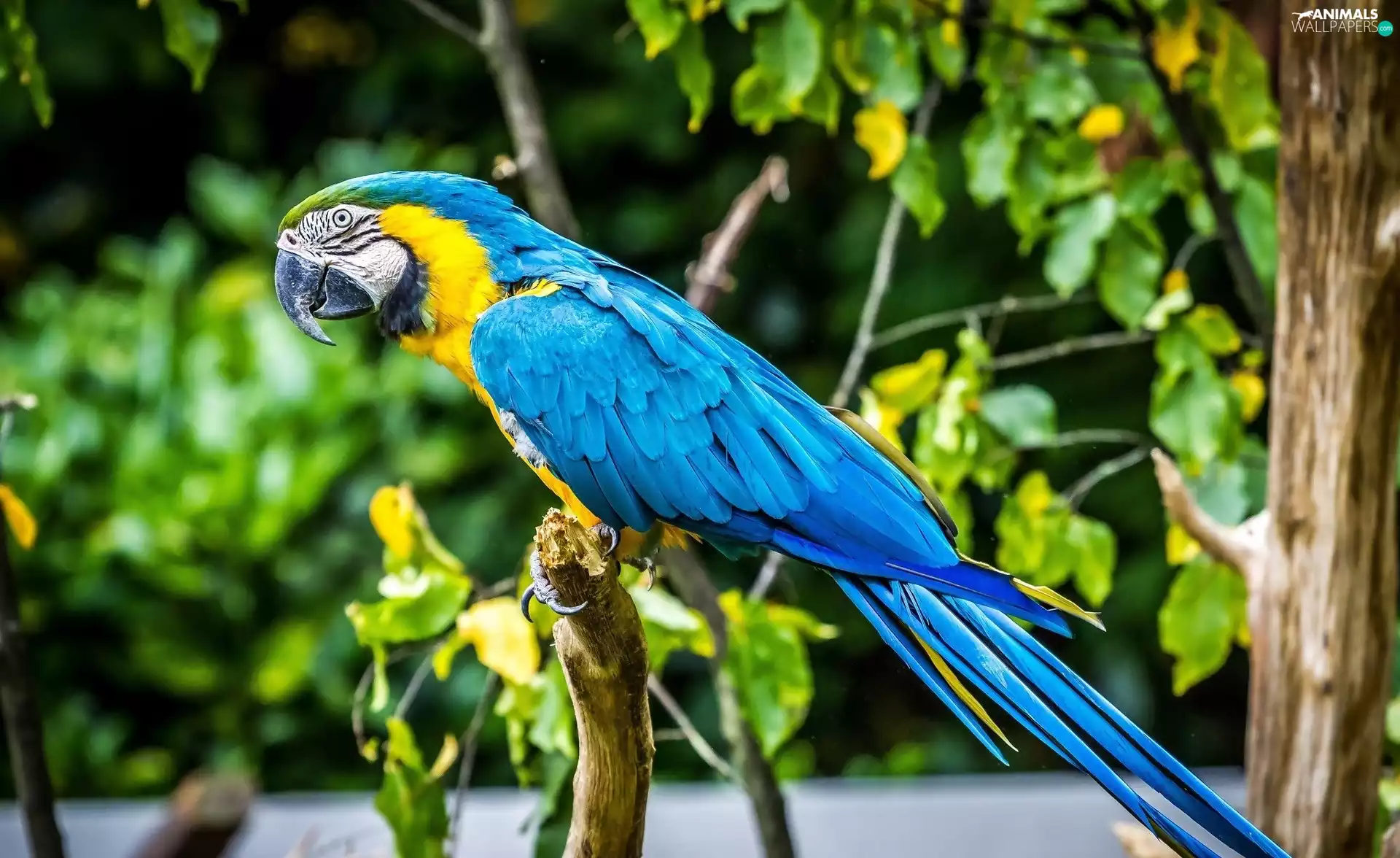 Blue, parrot