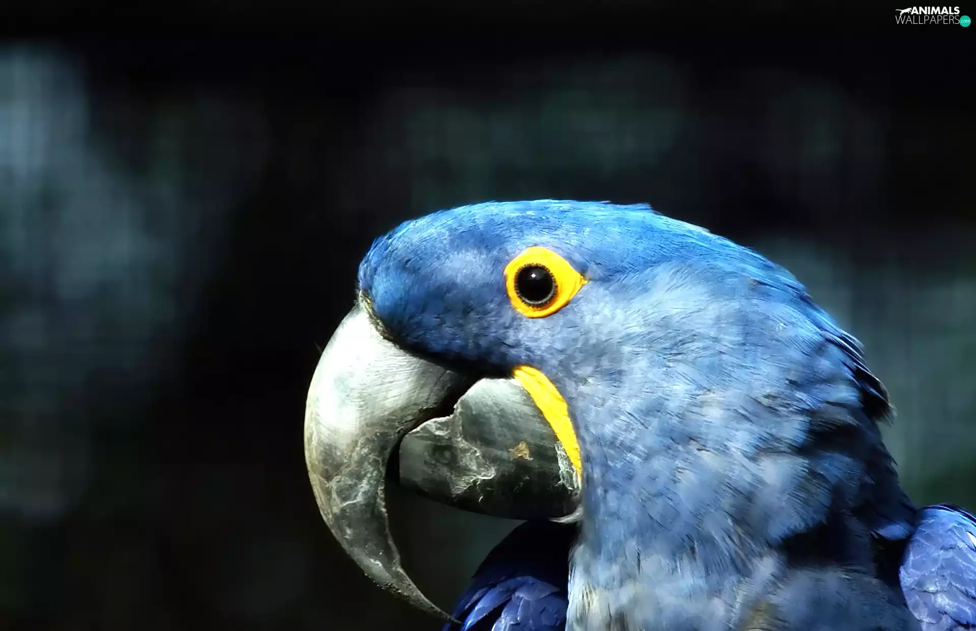 Blue, parrot