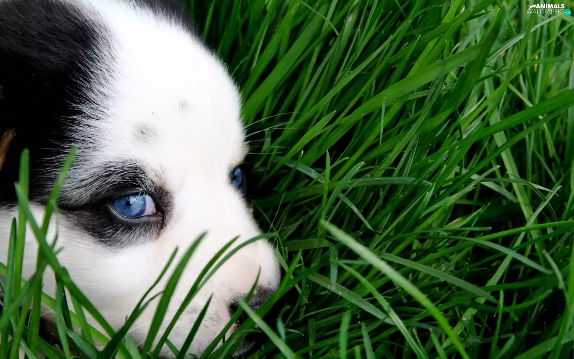 Puppy, Eyes, grass, Blue