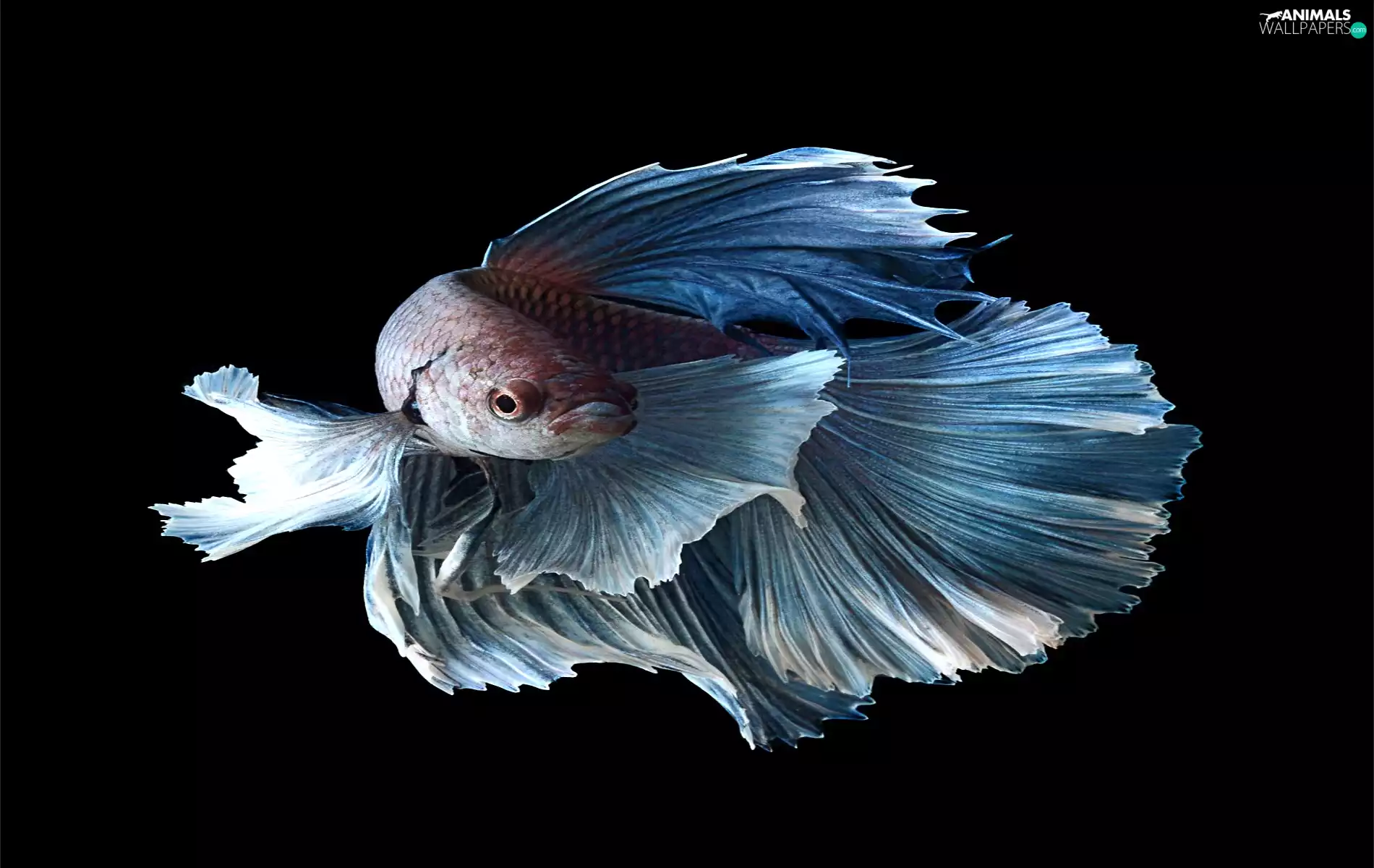 blue, fighter, siamese