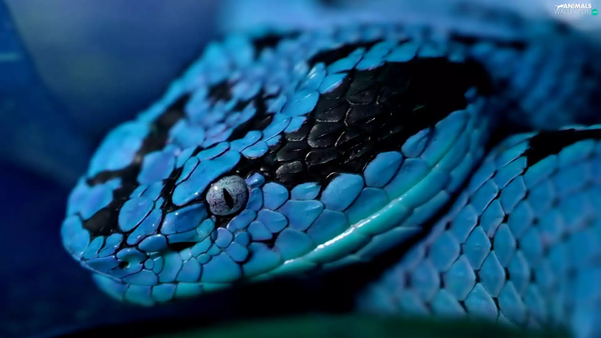 blue, Snake