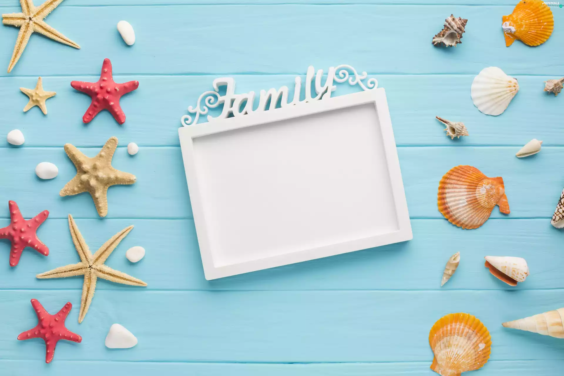 boarding, Blue, starfish, frame, Shells