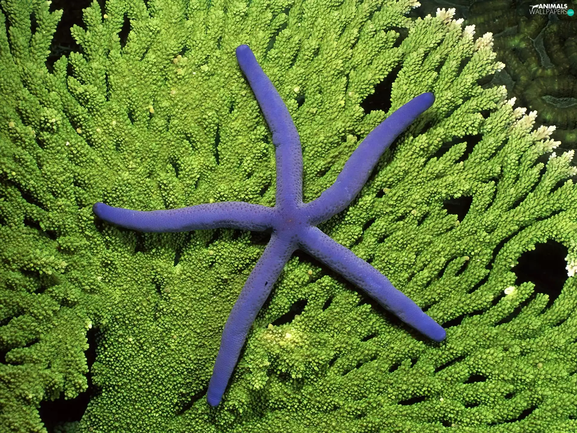 Blue, starfish