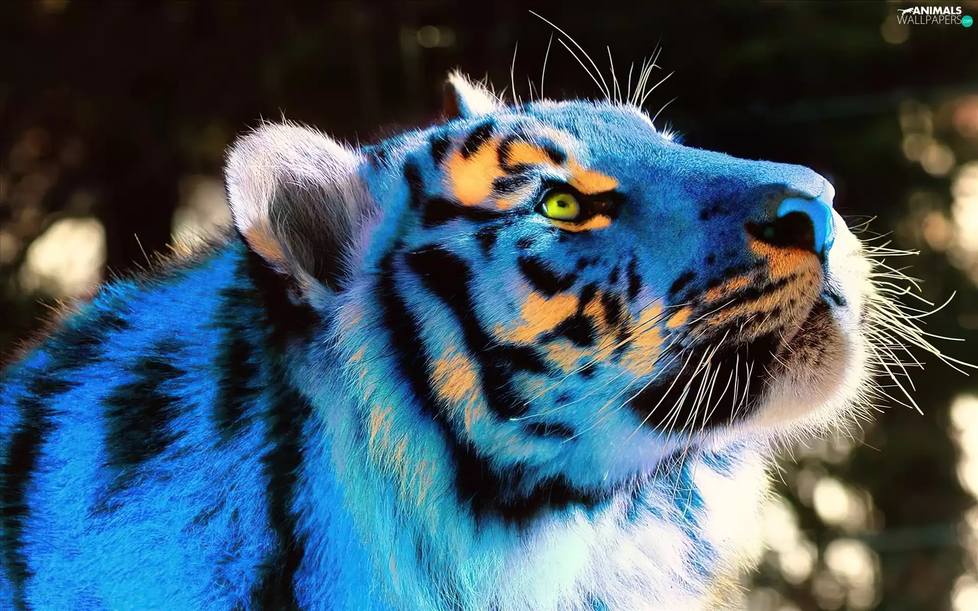 blue, tiger