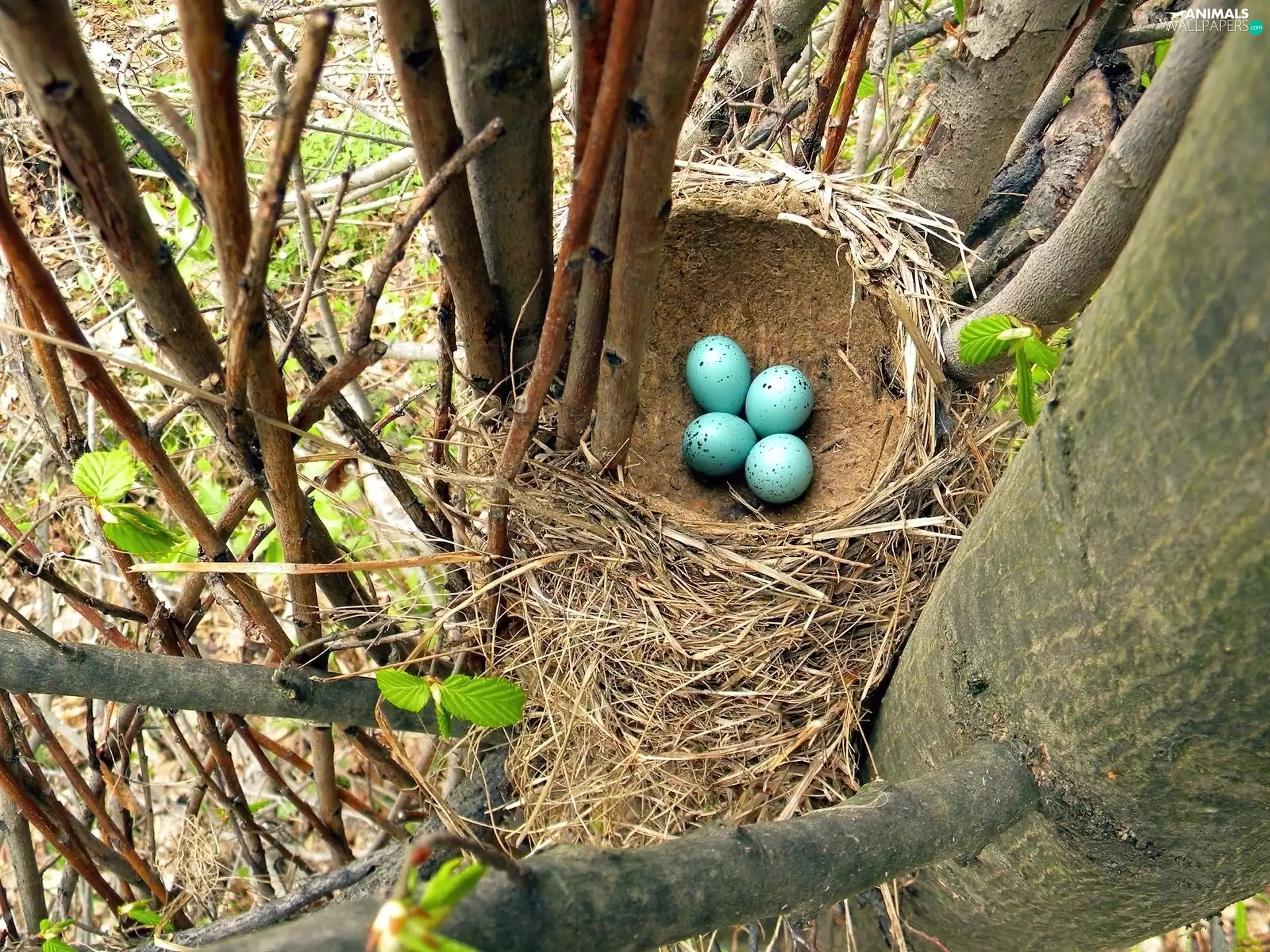 eggs, nest, trees, Blue, Bird, branches, viewes
