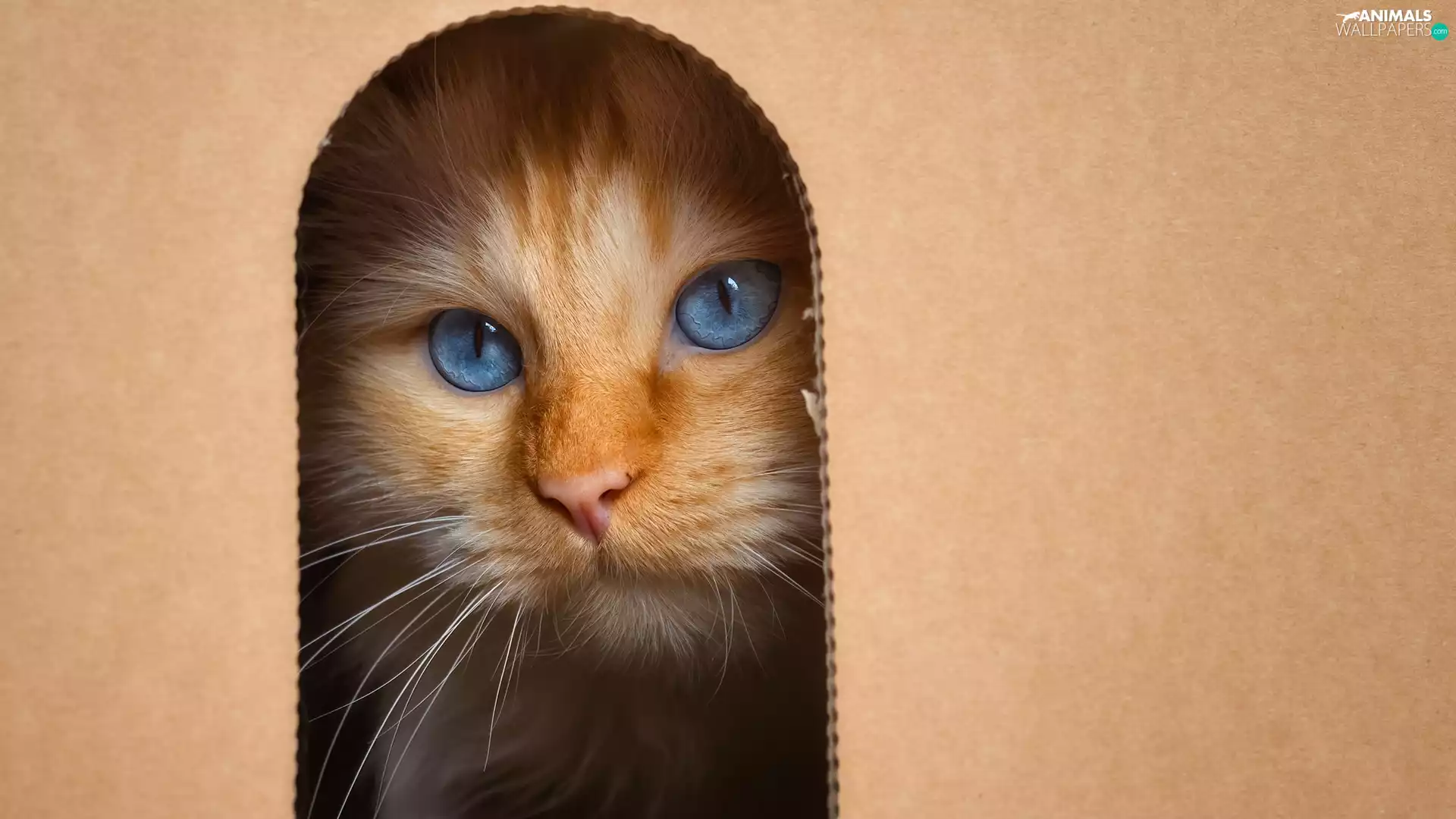 Blue Eyed, cat, box, hole, muzzle, white and red