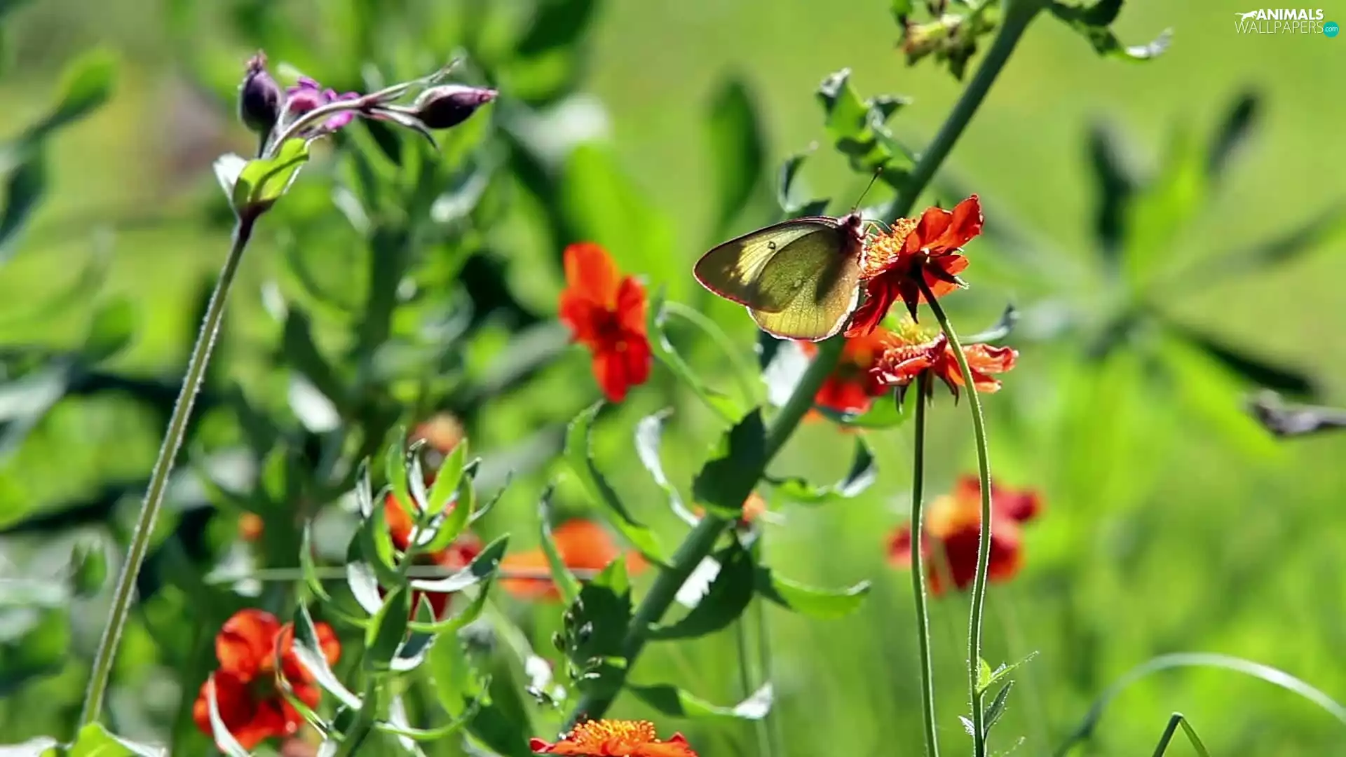 blur, Flowers, butterfly
