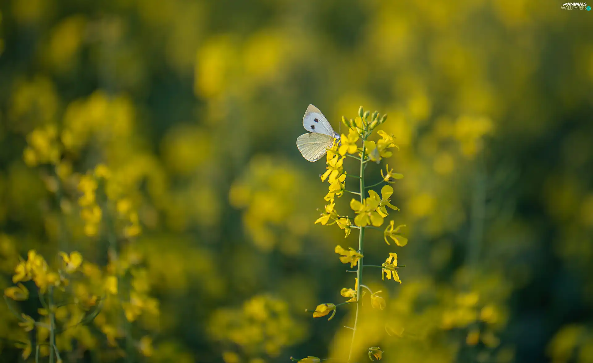 rape, blur, Cabbage, plant, butterfly