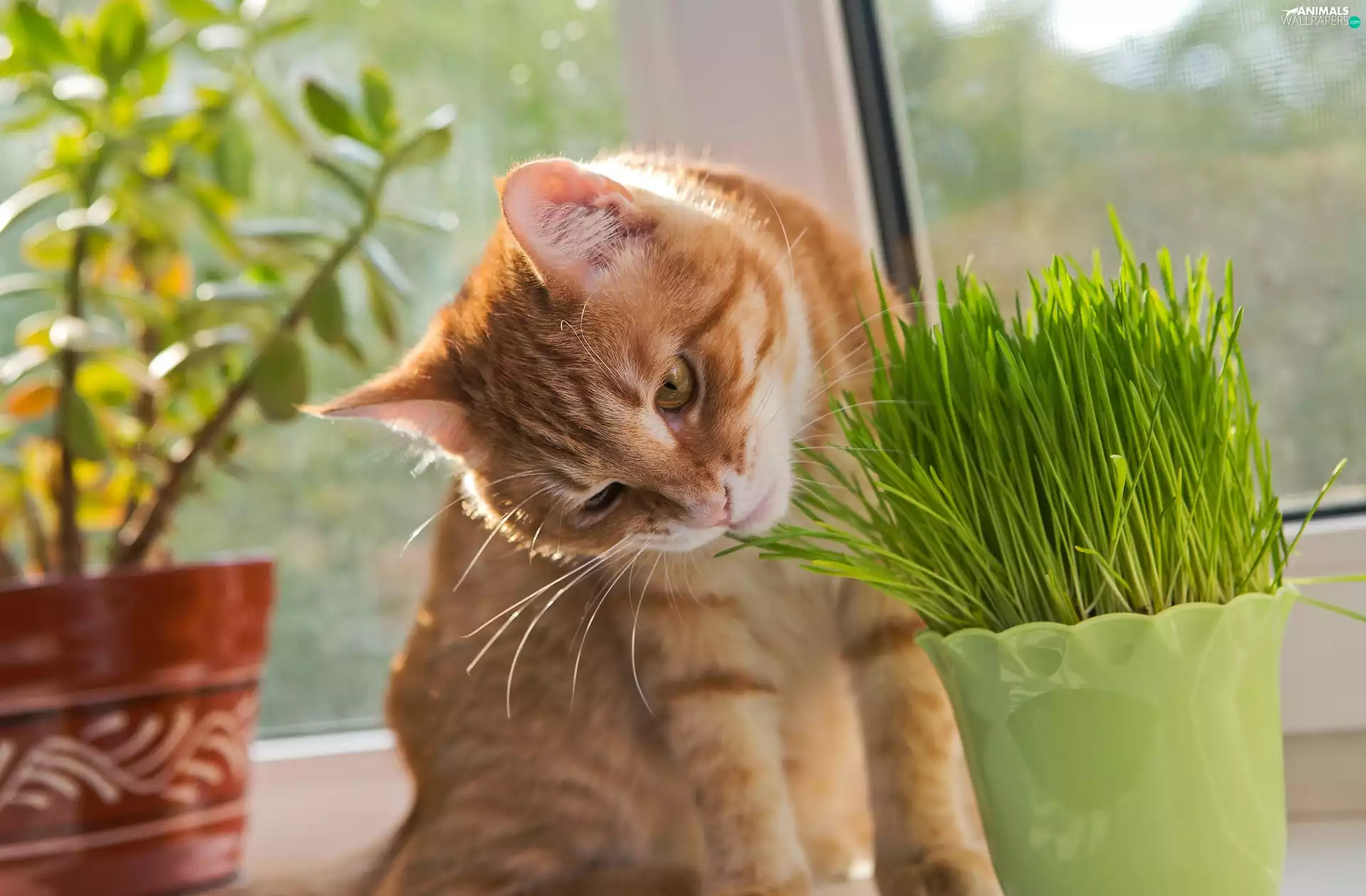 pot, blur, cat, plant, ginger