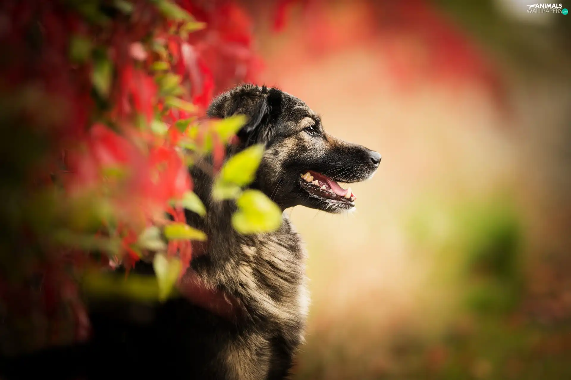dog, Leaf, blur, profile