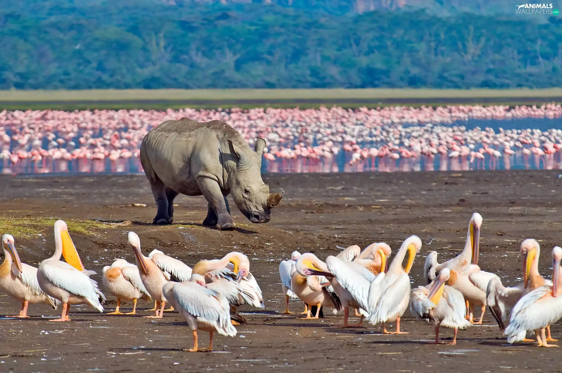 pelicans, blur, Flamingos, Rhino, lake