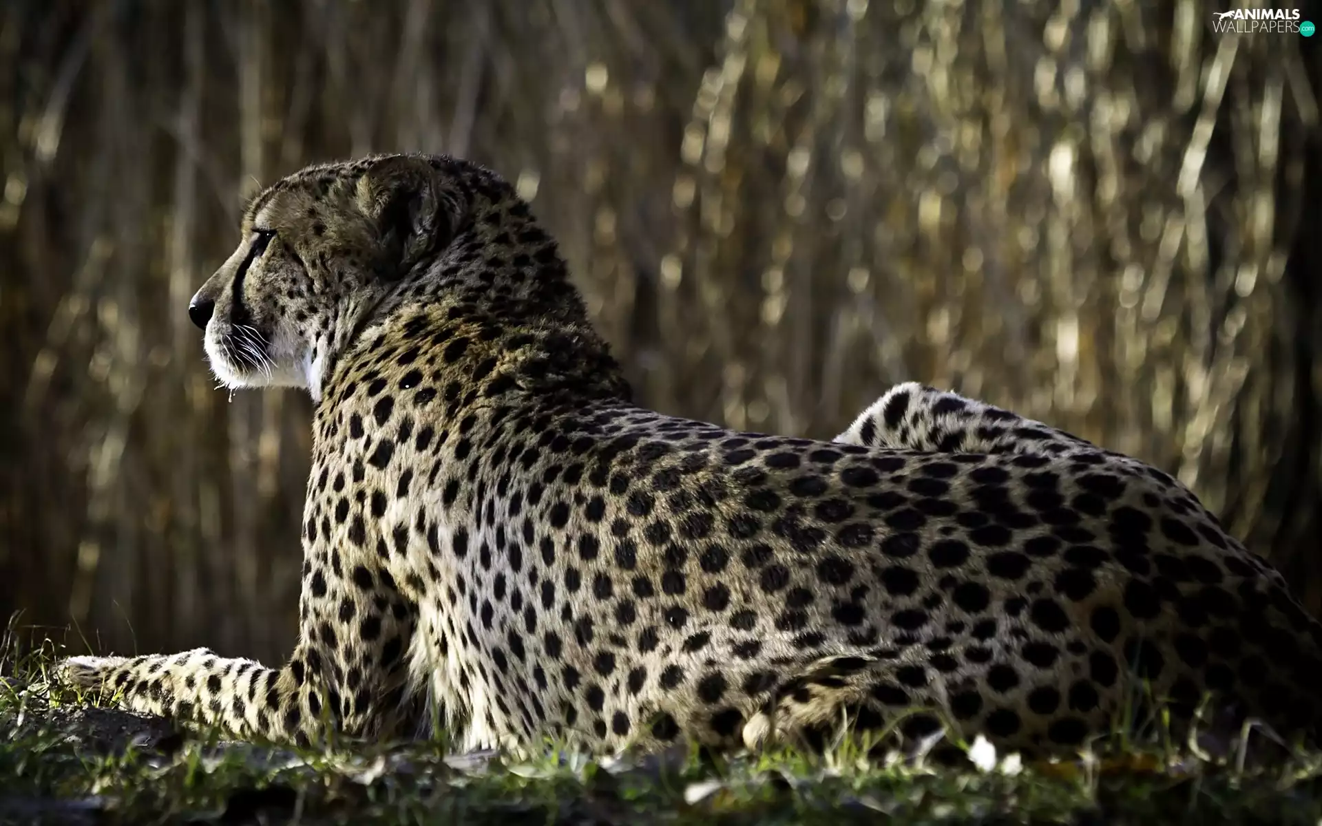 blur, Cheetah, forest