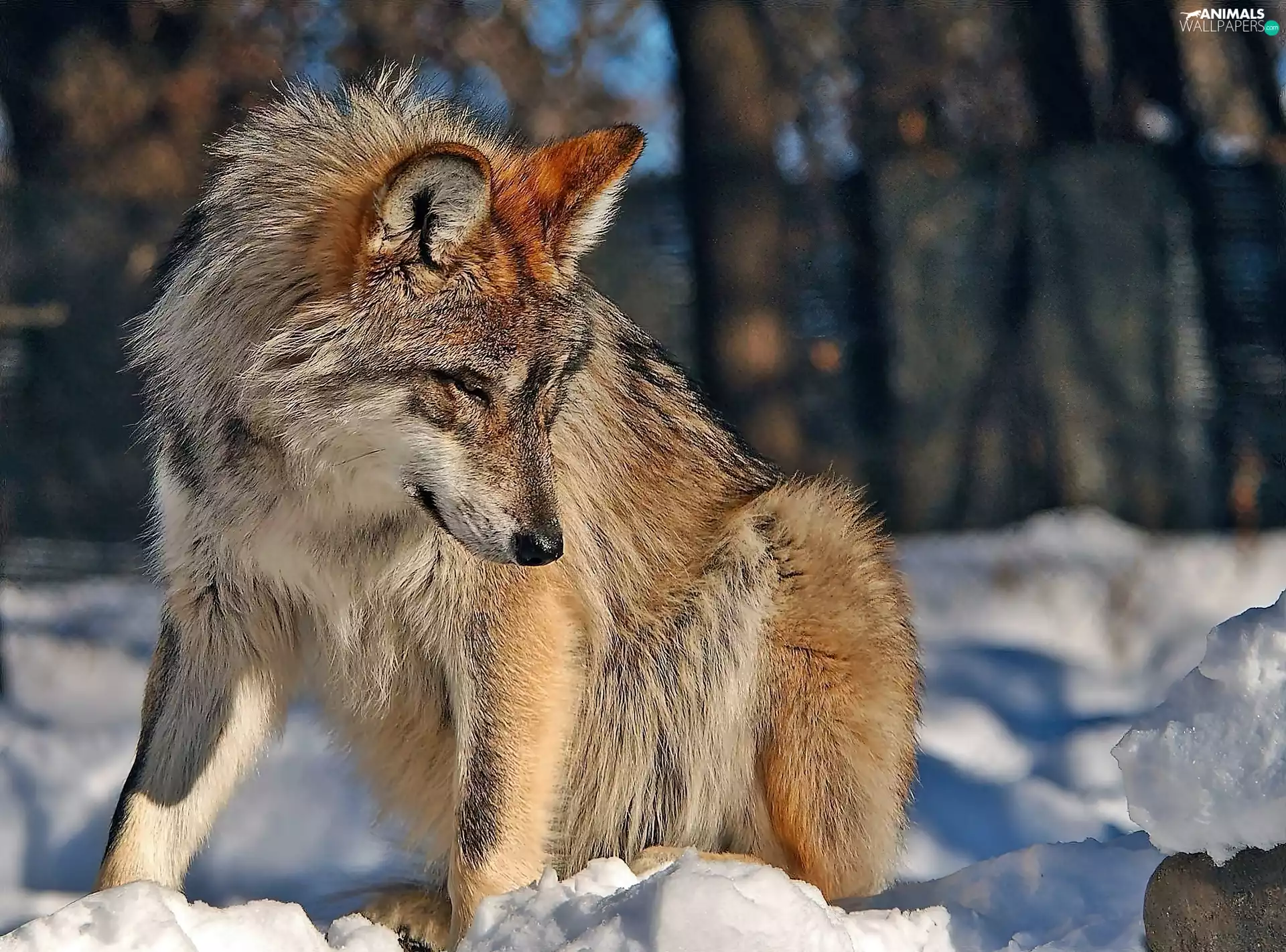 sun, Wolf, forest, luminosity, Przebijające, winter, In the Snow, blur, flash, ligh