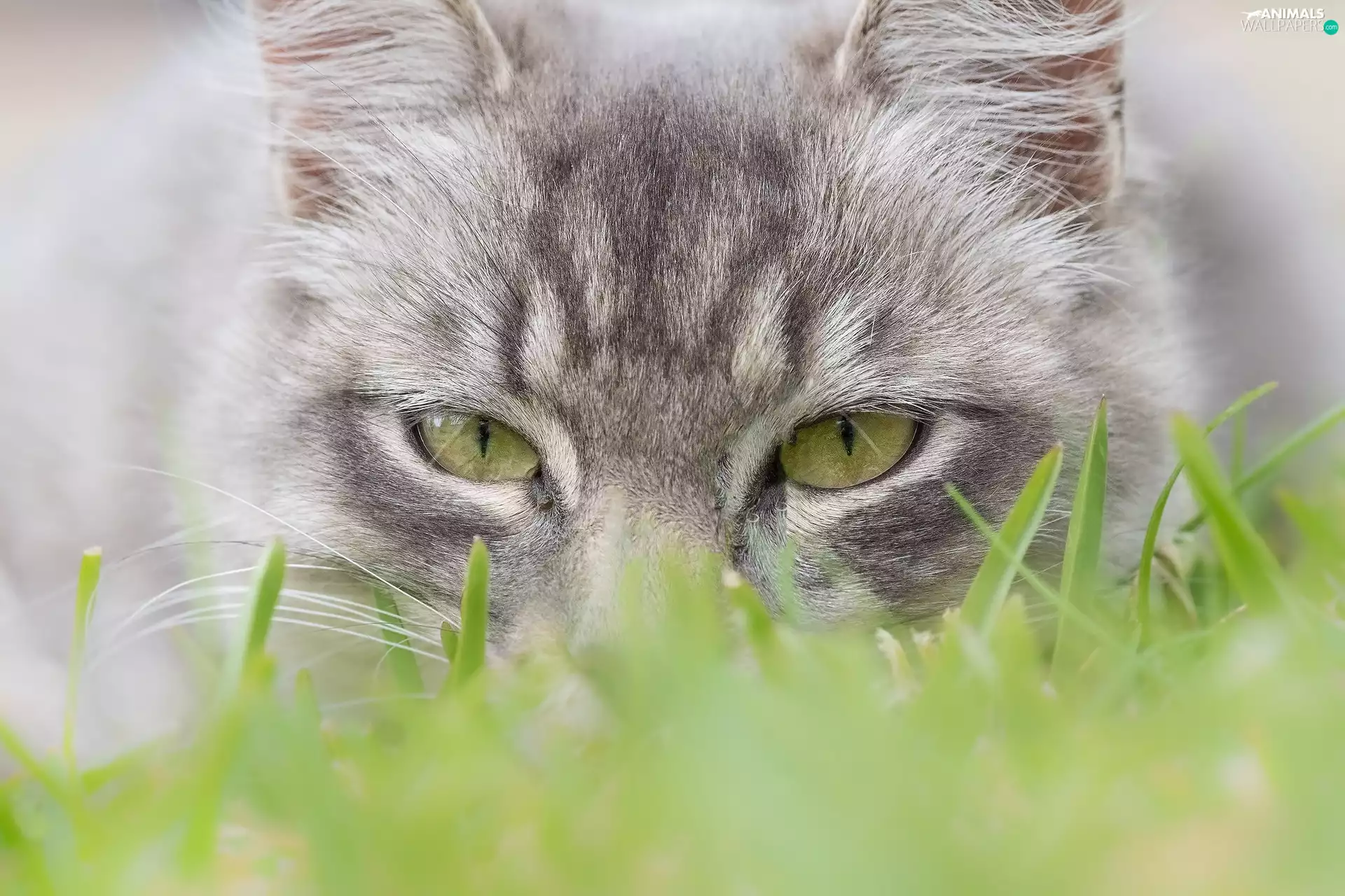 Eyes, cat, grass, rapprochement, Gray, The look, blur