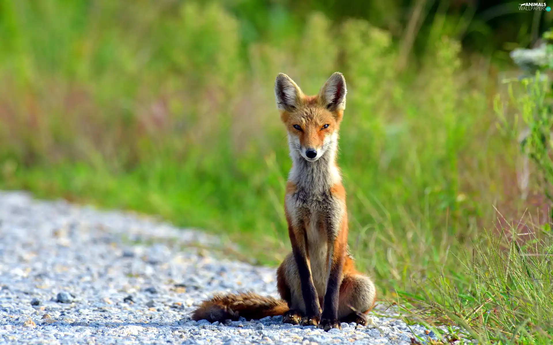 blur, Fox, grass