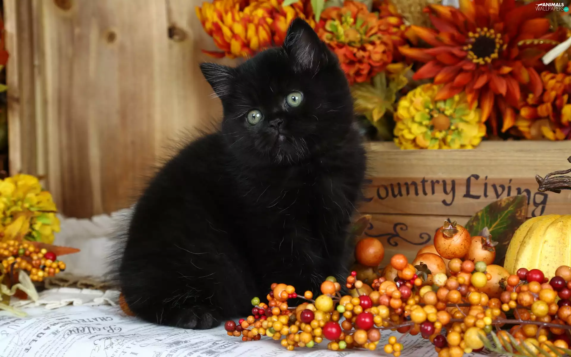 box, Black, Flowers, blur, Fruits, kitten