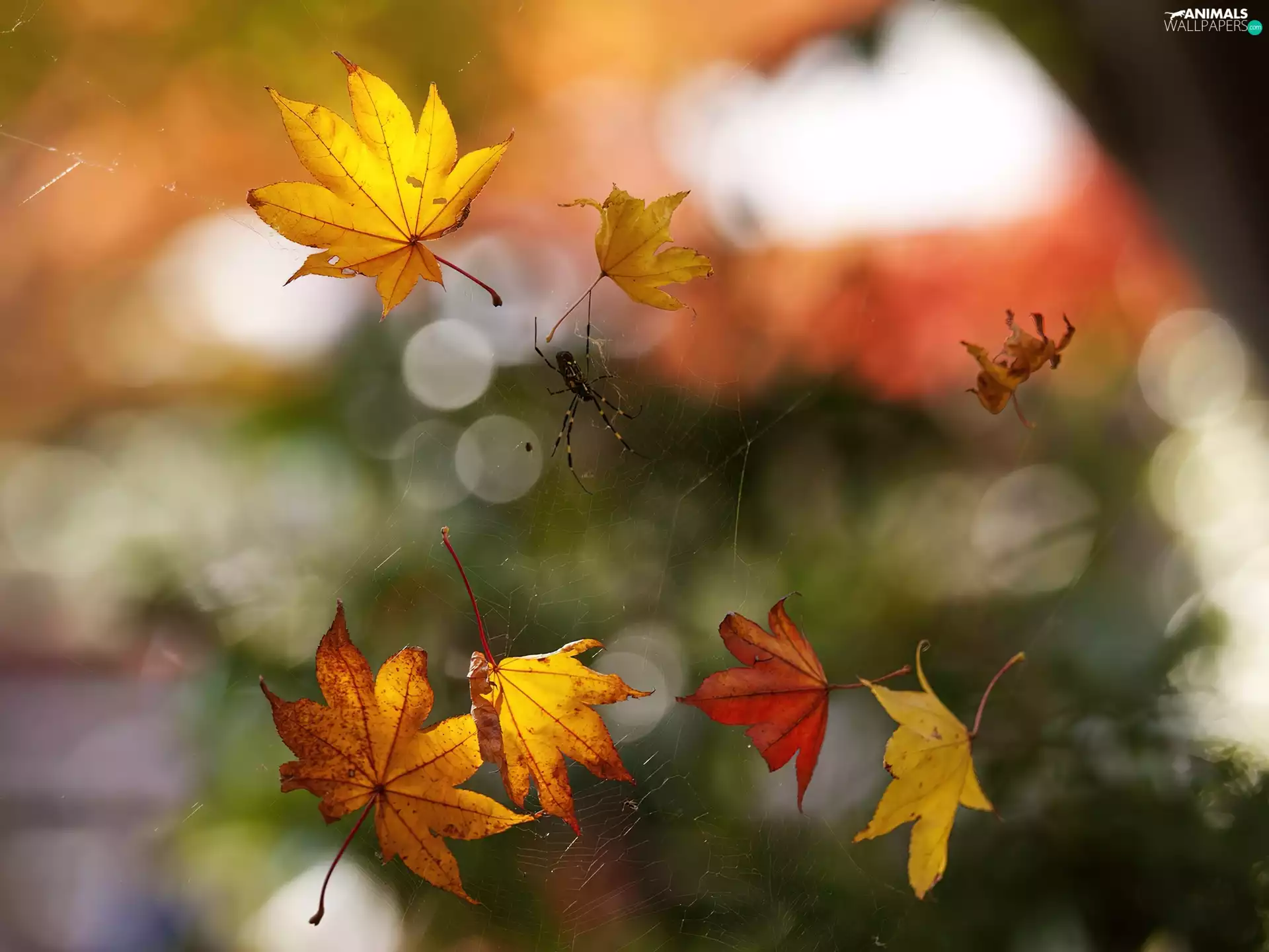 Web, blur, Leaf, spiders, Autumn