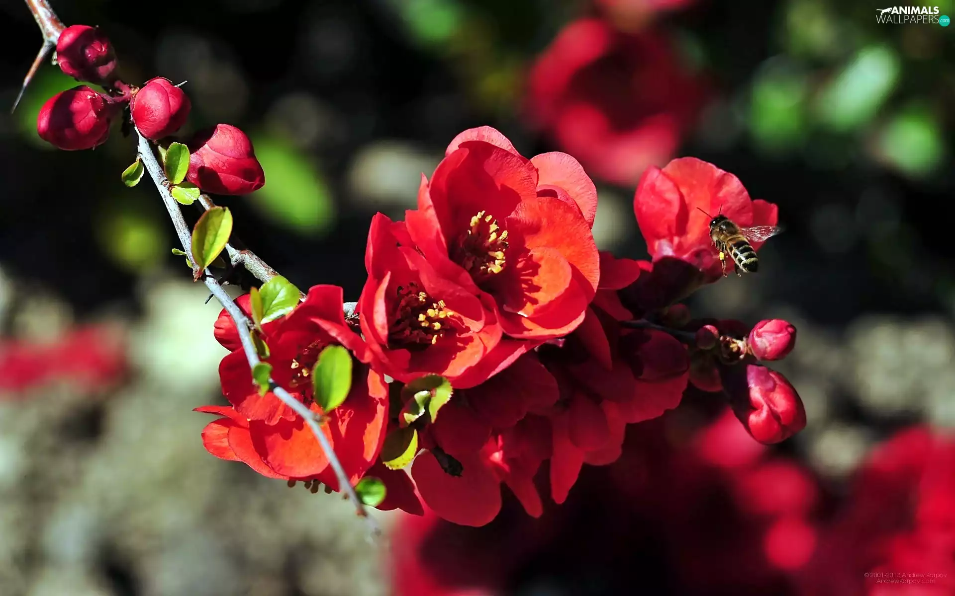 bee, blur, Red, Flowers, twig